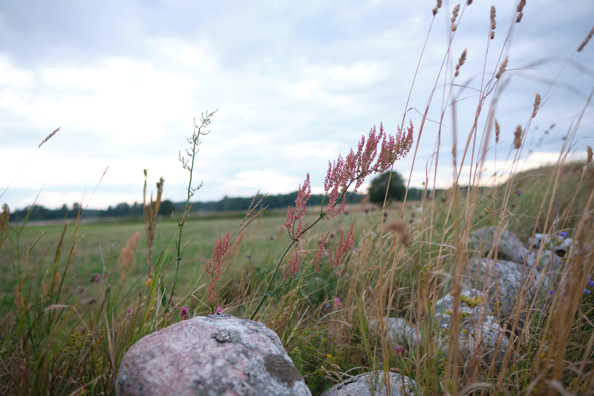 Grass & Flowers V