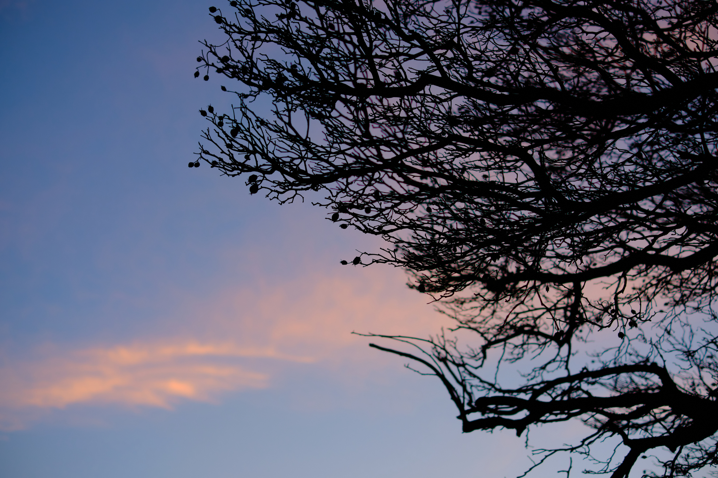 Reaching For The Sky