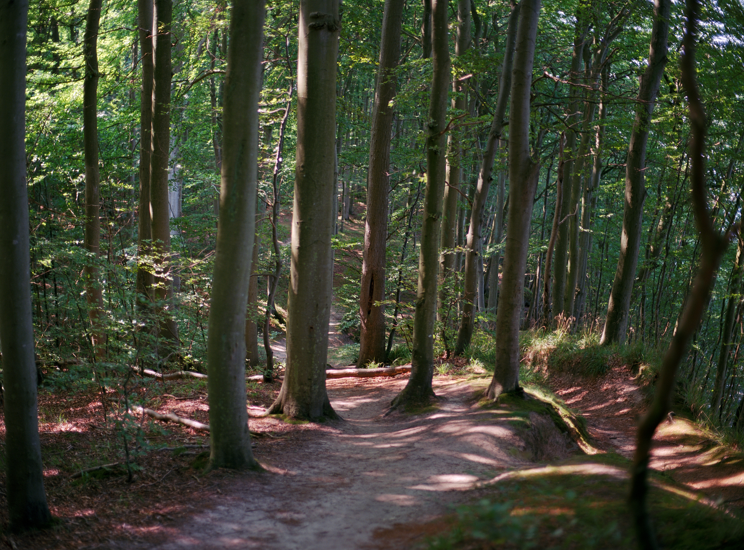 Rügener Buchenwald