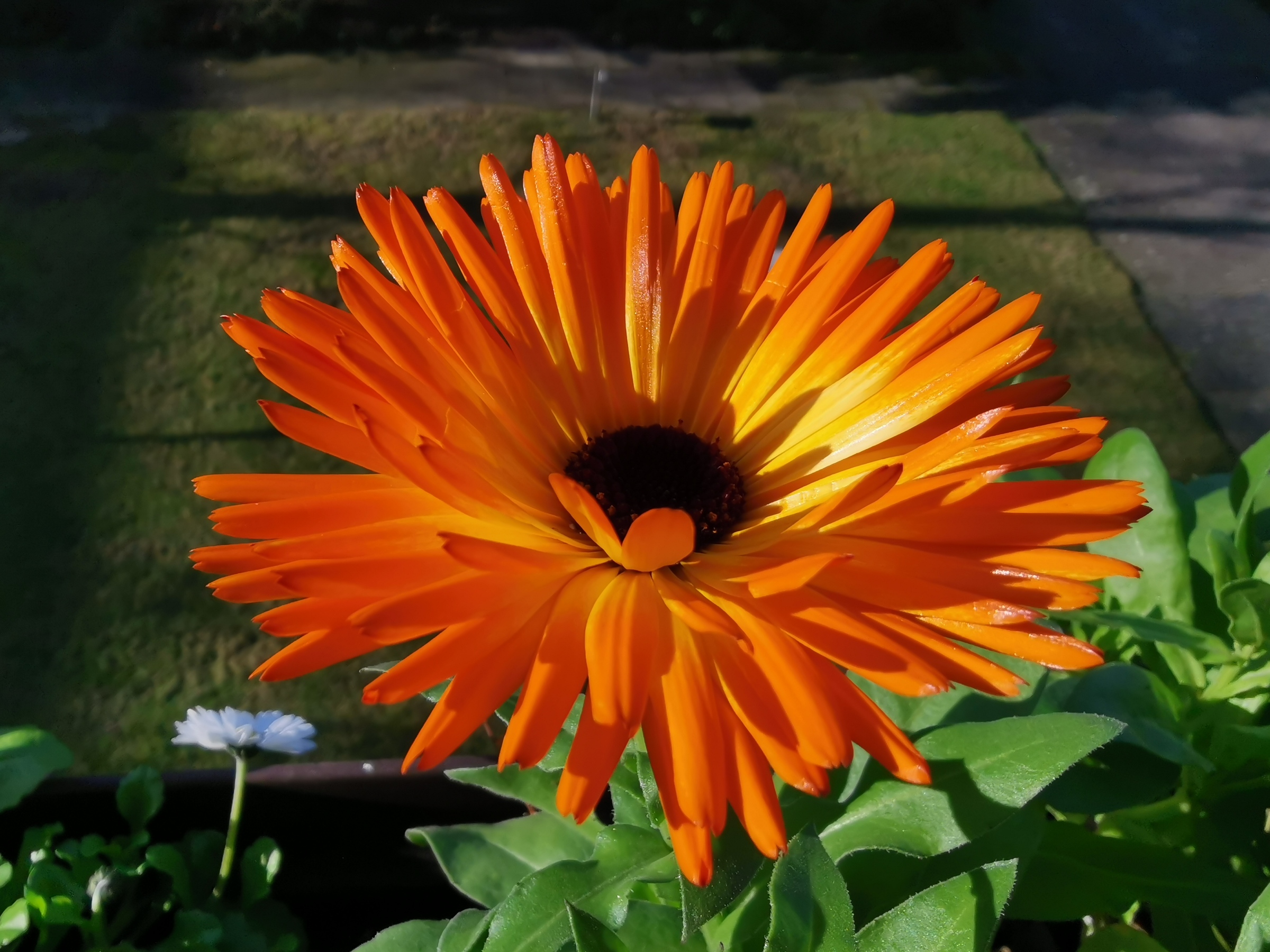 die Orangene