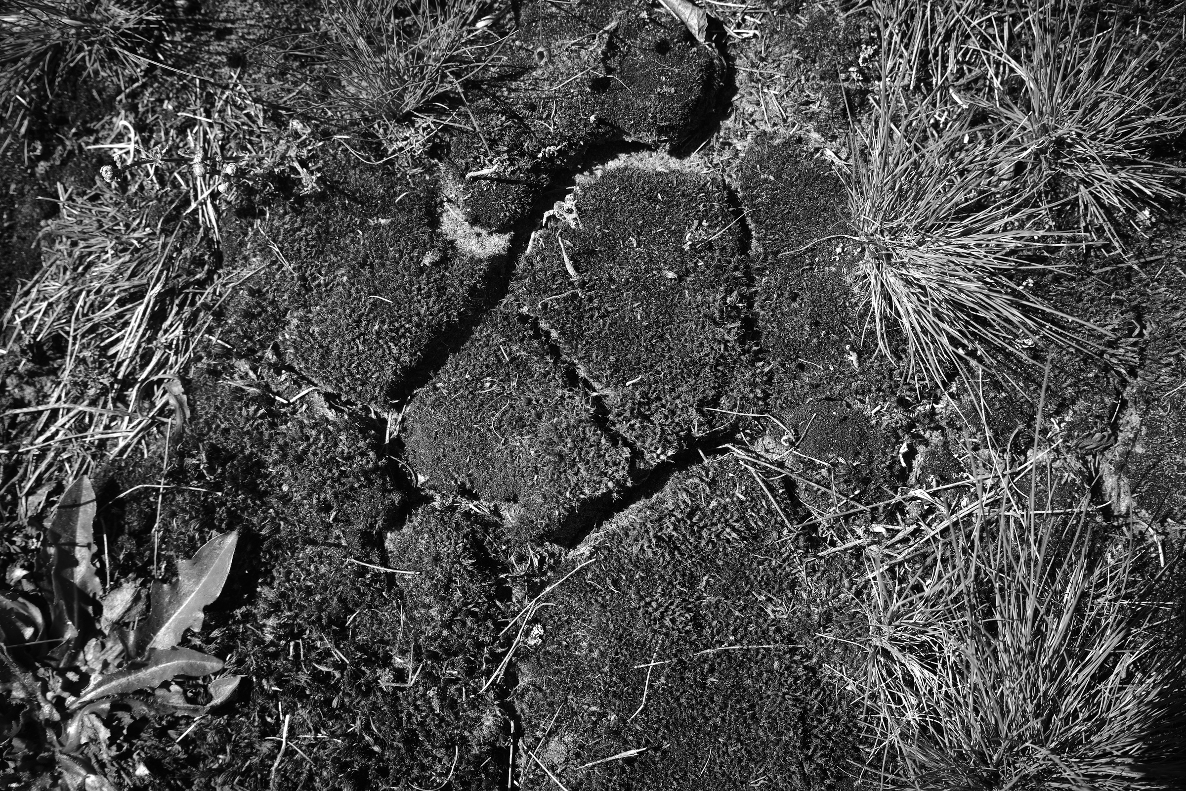 Dry Ground Details II