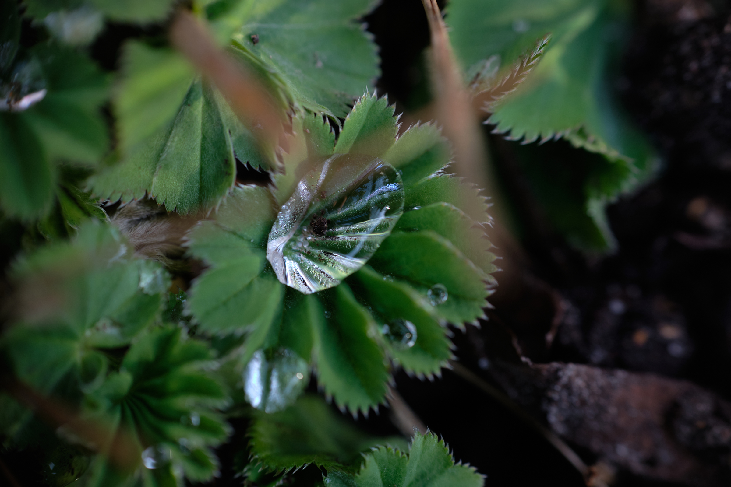 Little Drops II