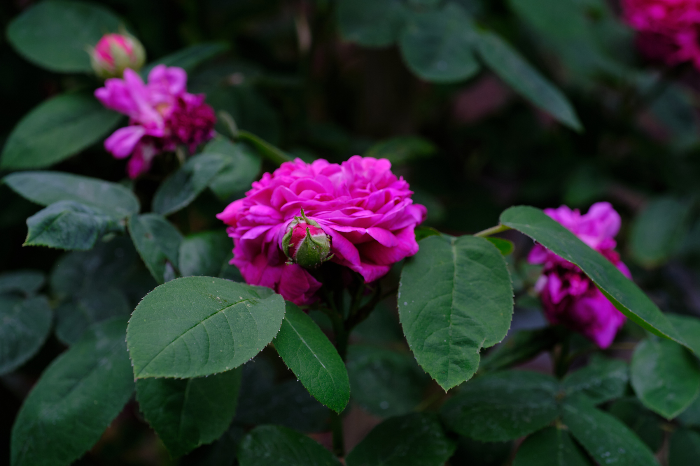 A Pop Of Colour II