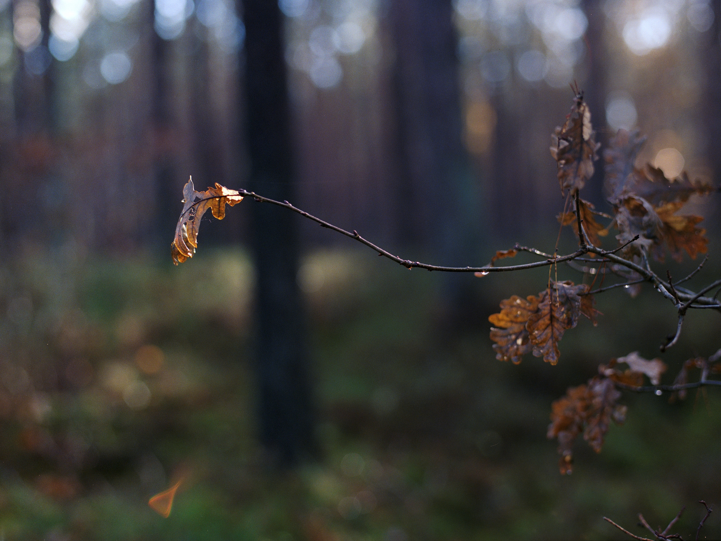 Laub im Nadelwald