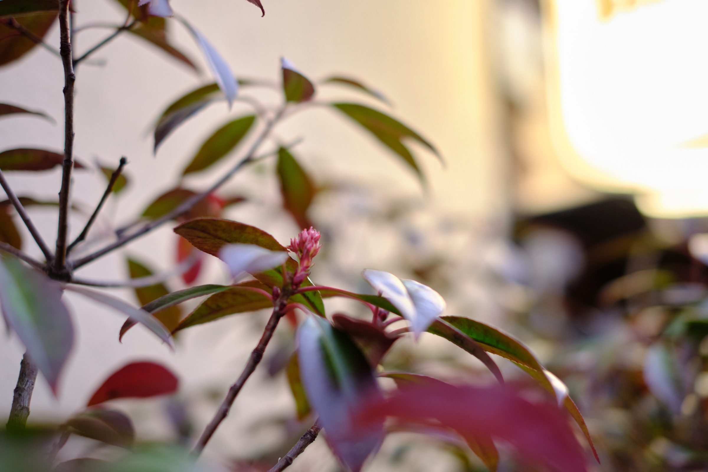 Leafy Bokeh