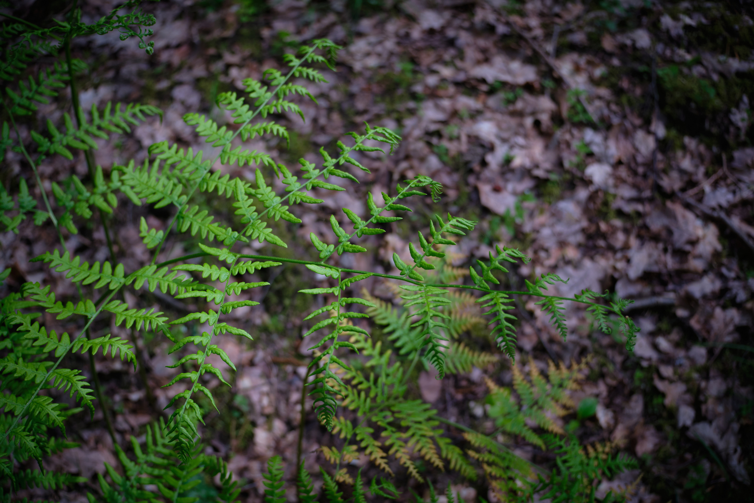 Beautiful Fern