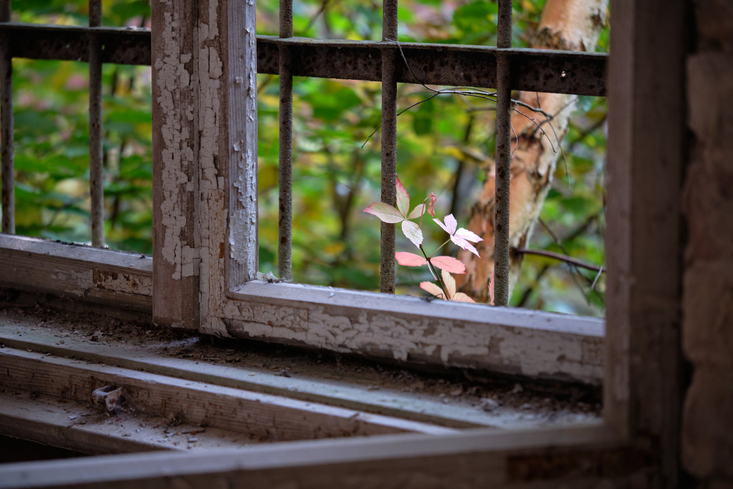 Barred Windows