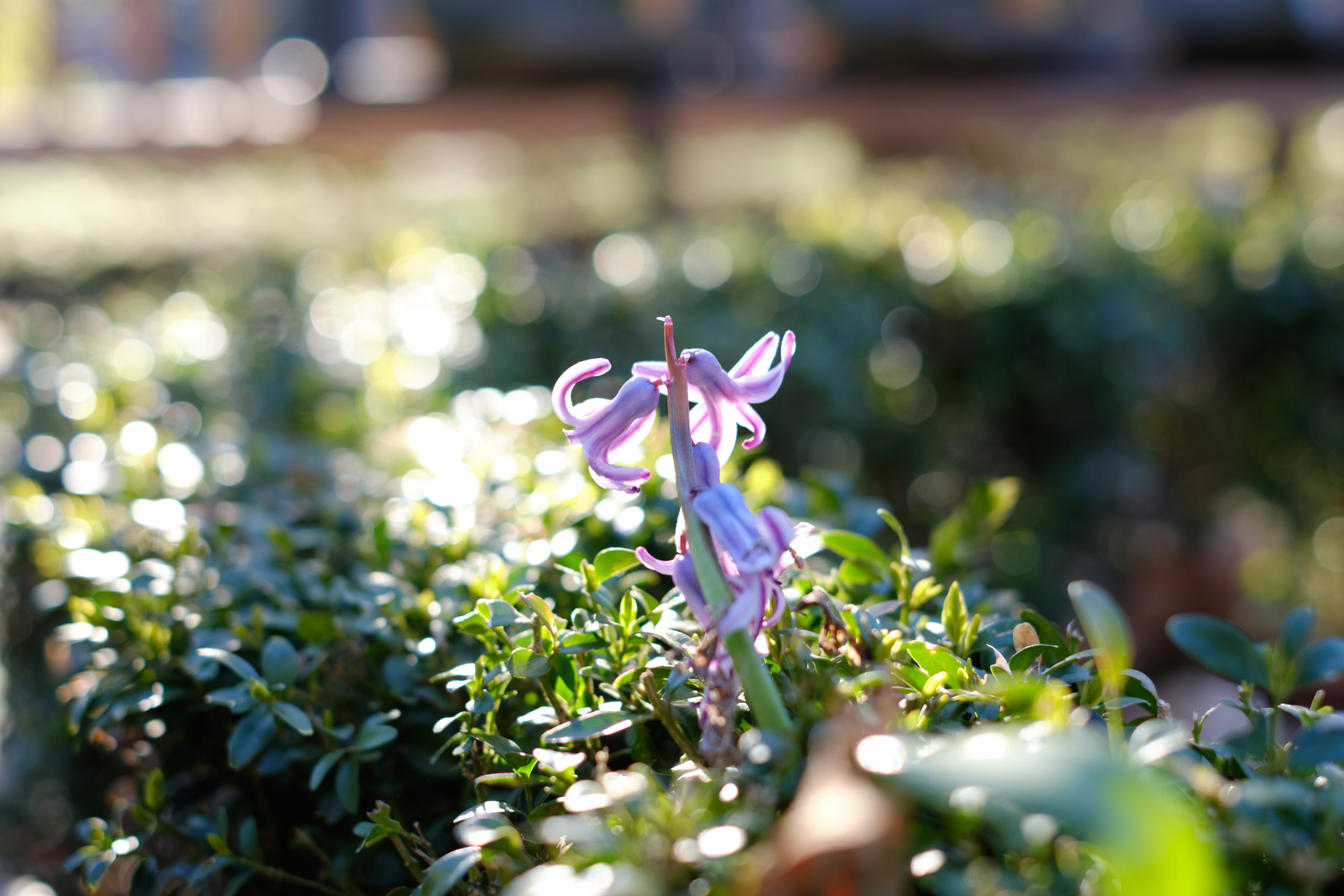 Growing On The Hedge
