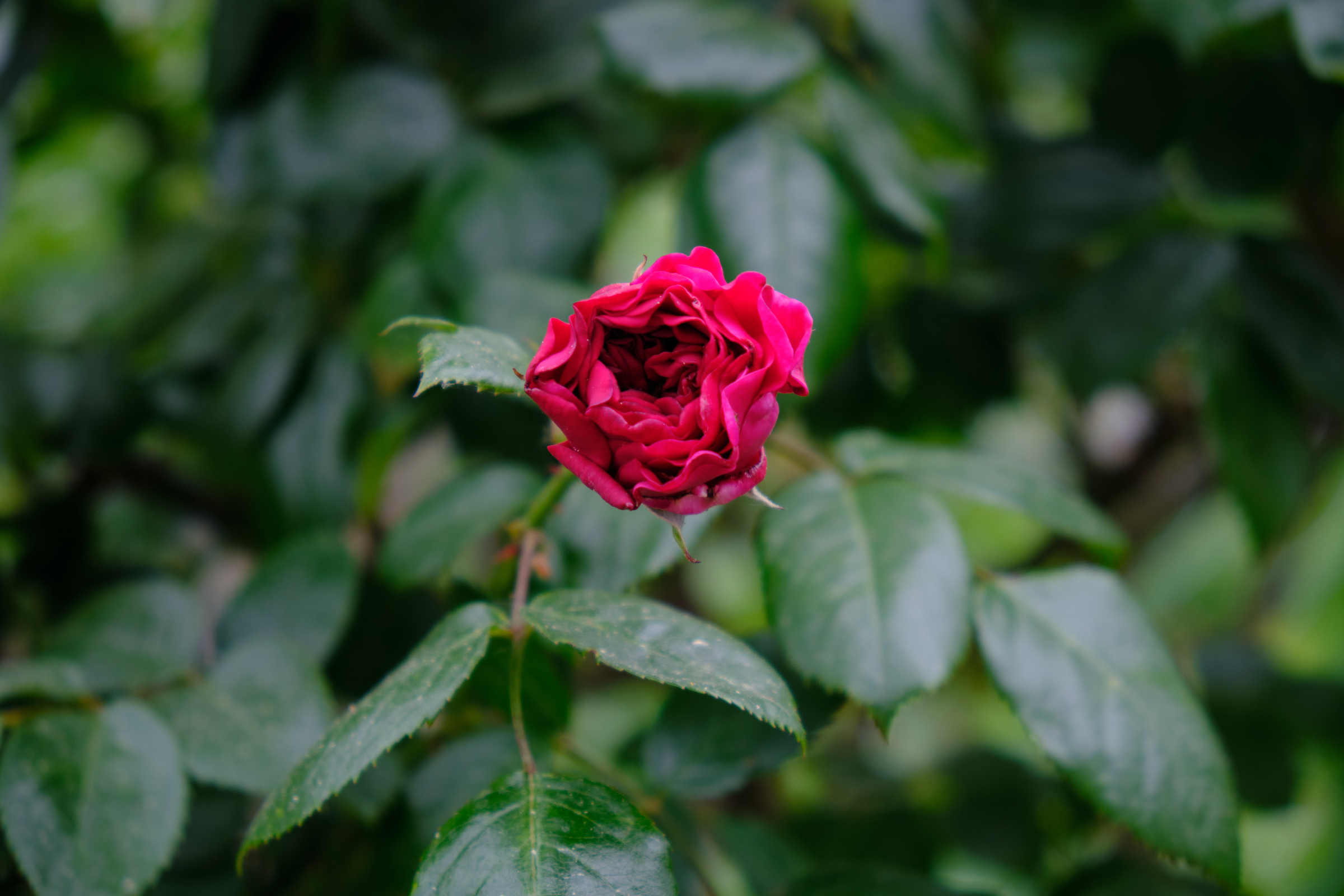 Moody Flowers II