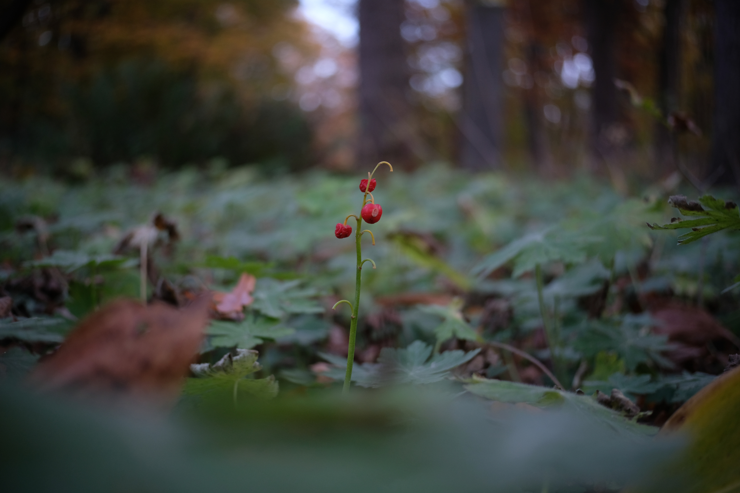 Three Little Berries