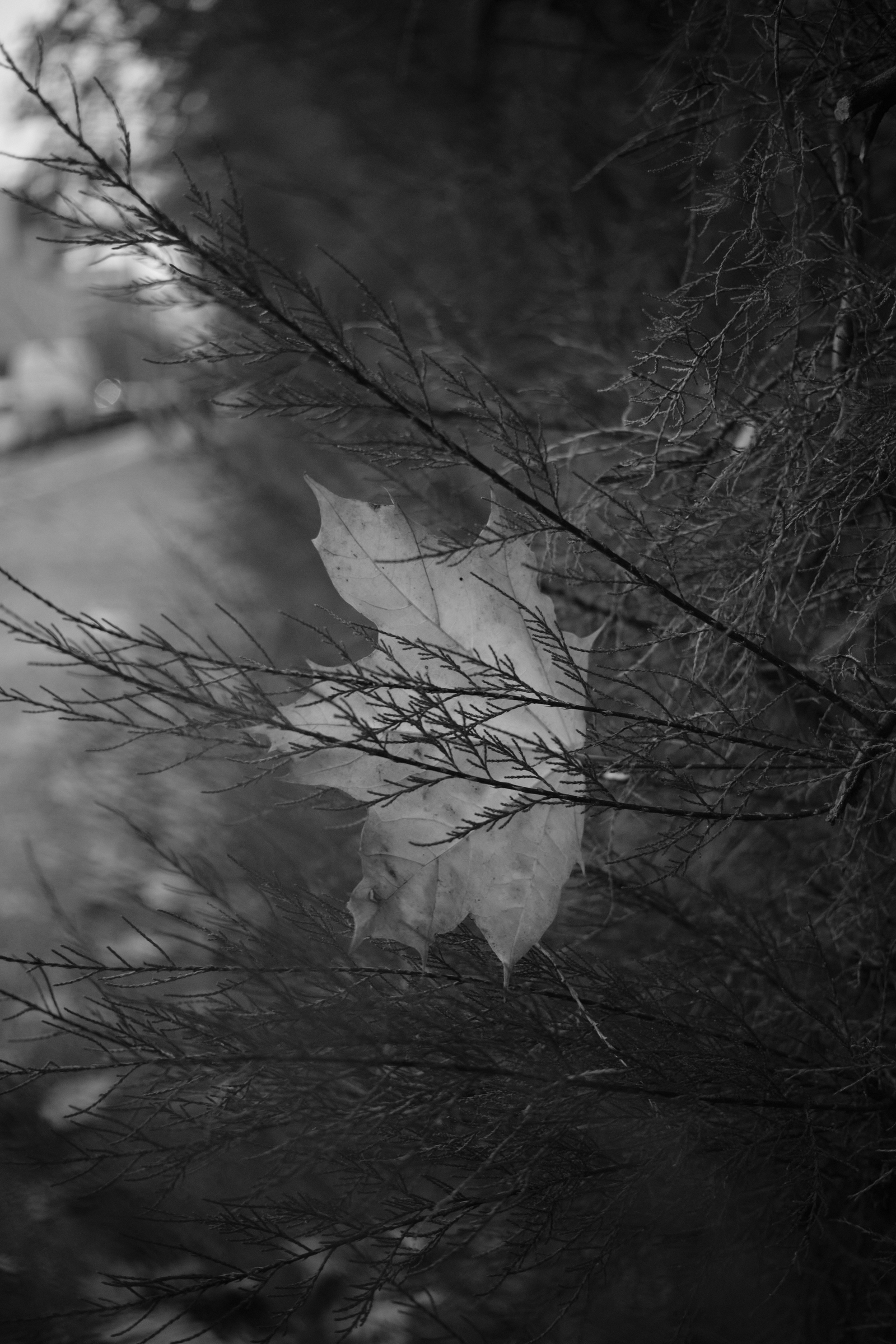 Autumn Leaf On The Roadside