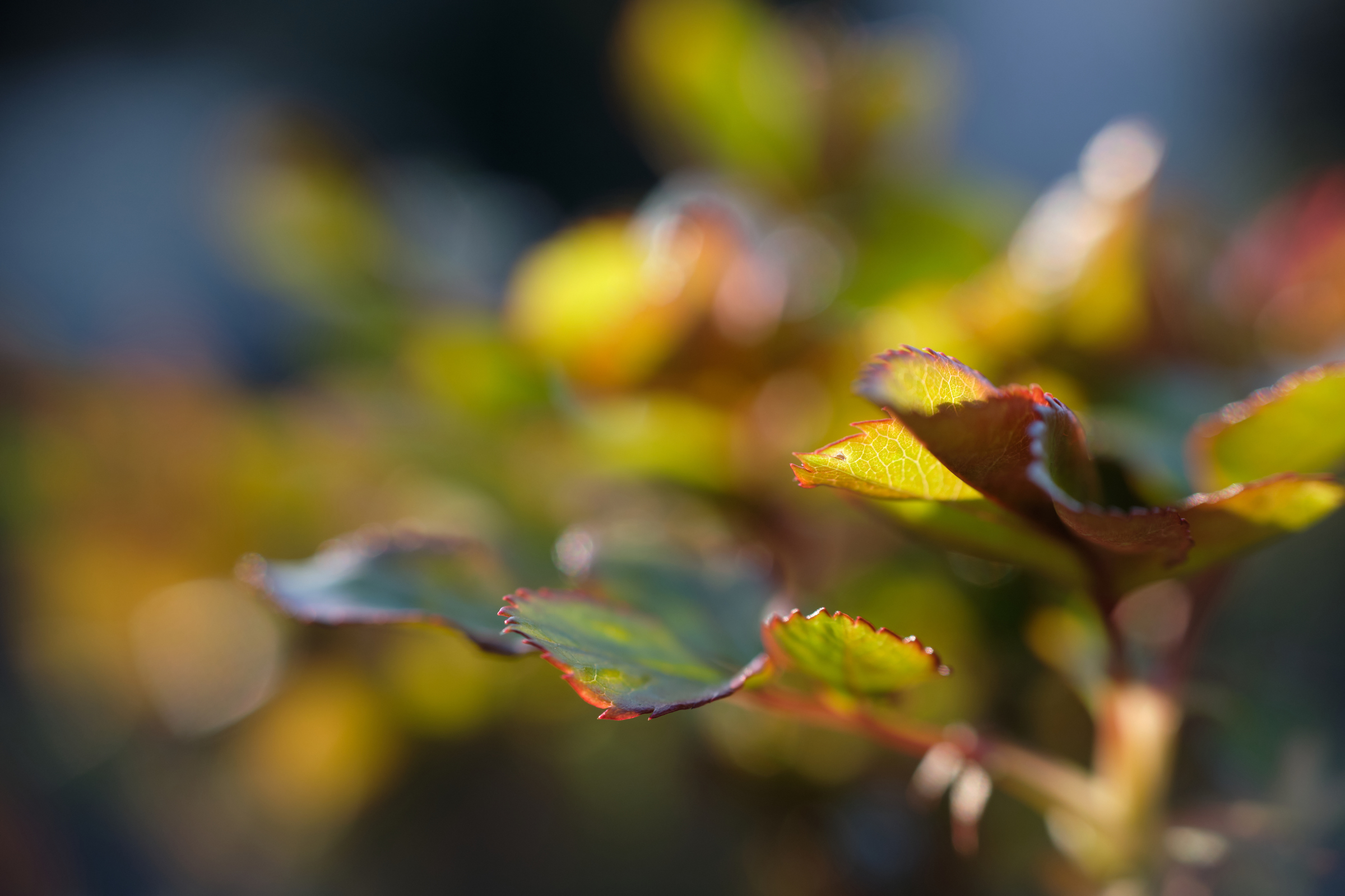 Into Bokeh I