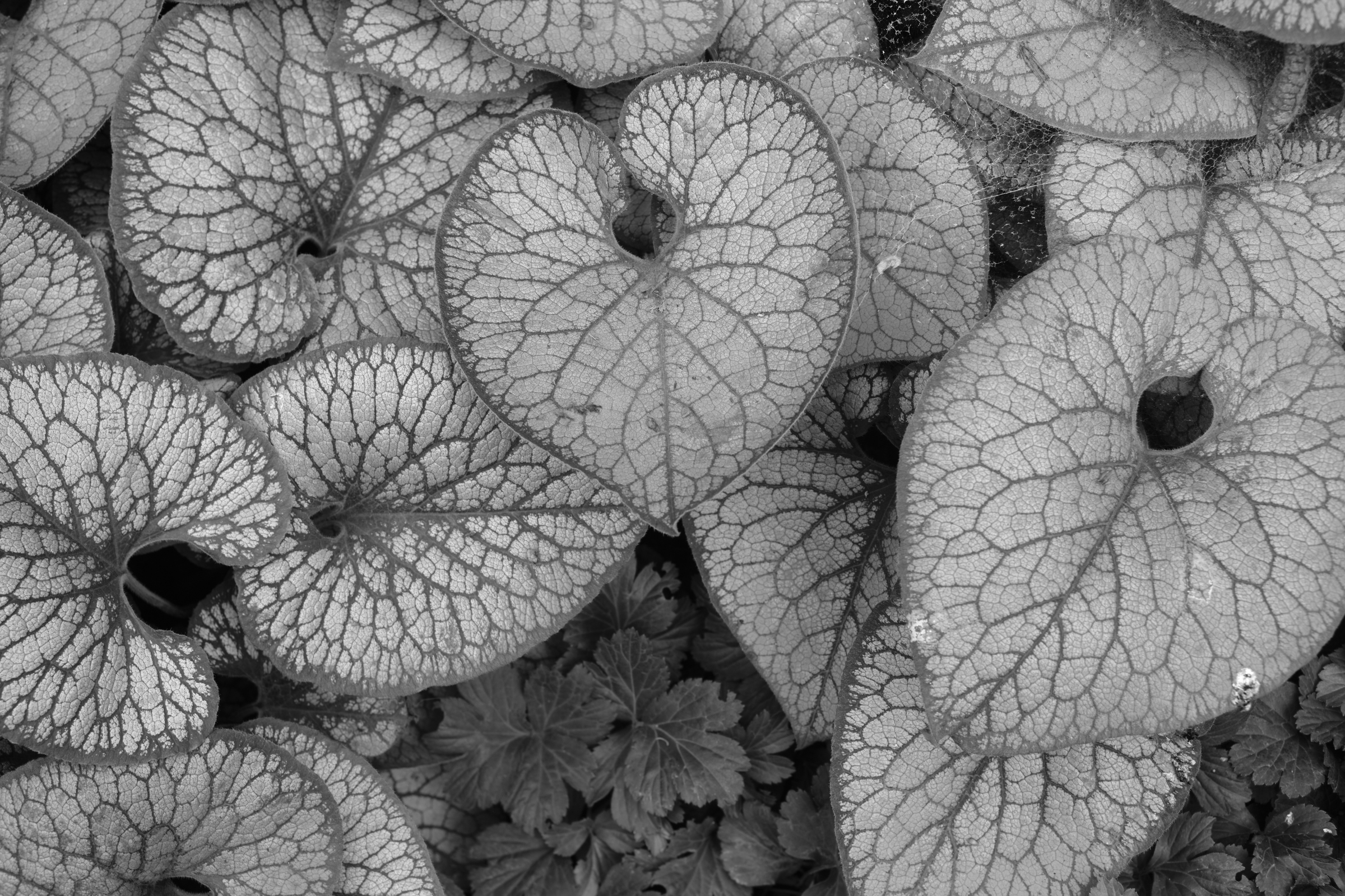 Contrast & Texture