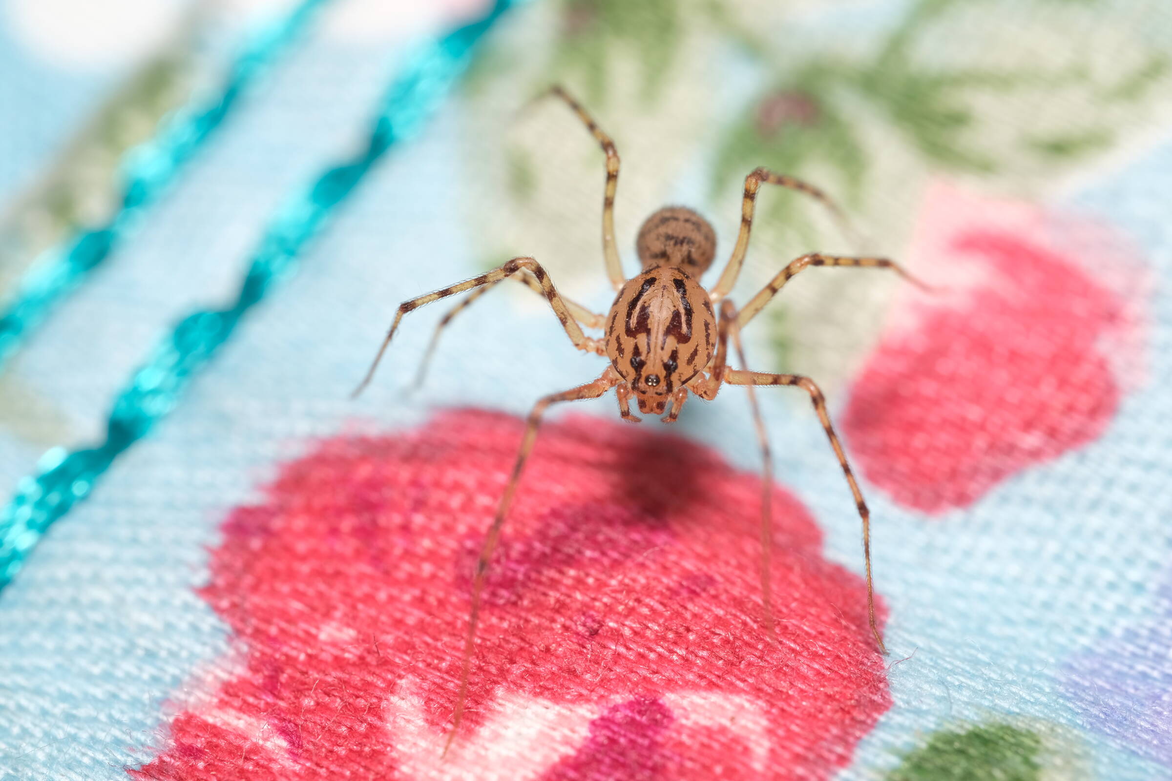 Colourful Grounds II