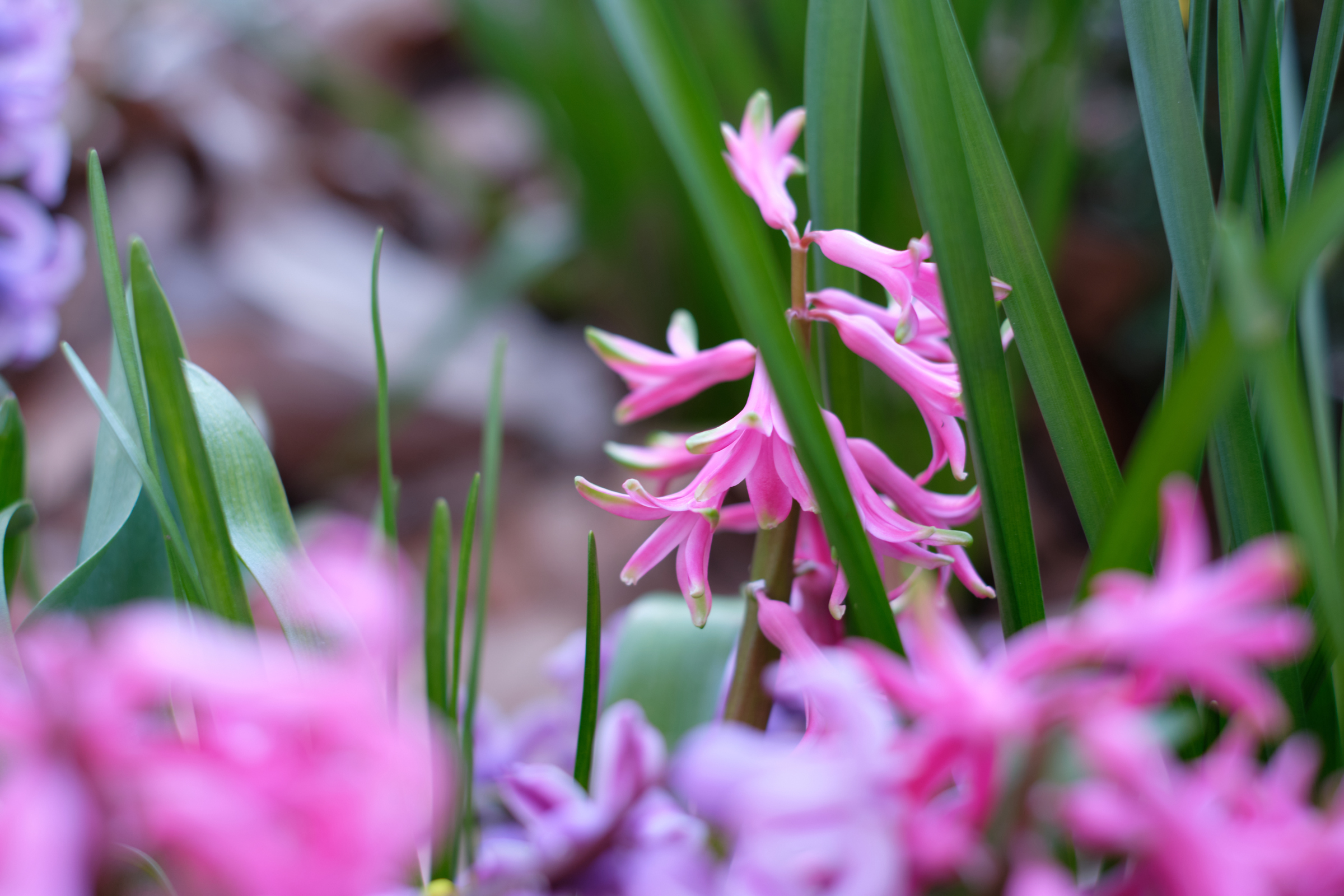 Pink & Purple