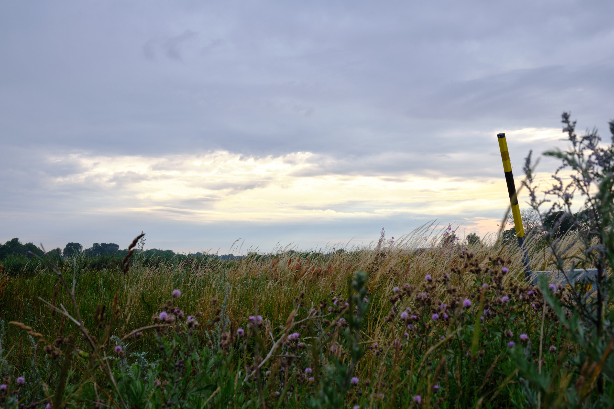 Grass & Flowers I