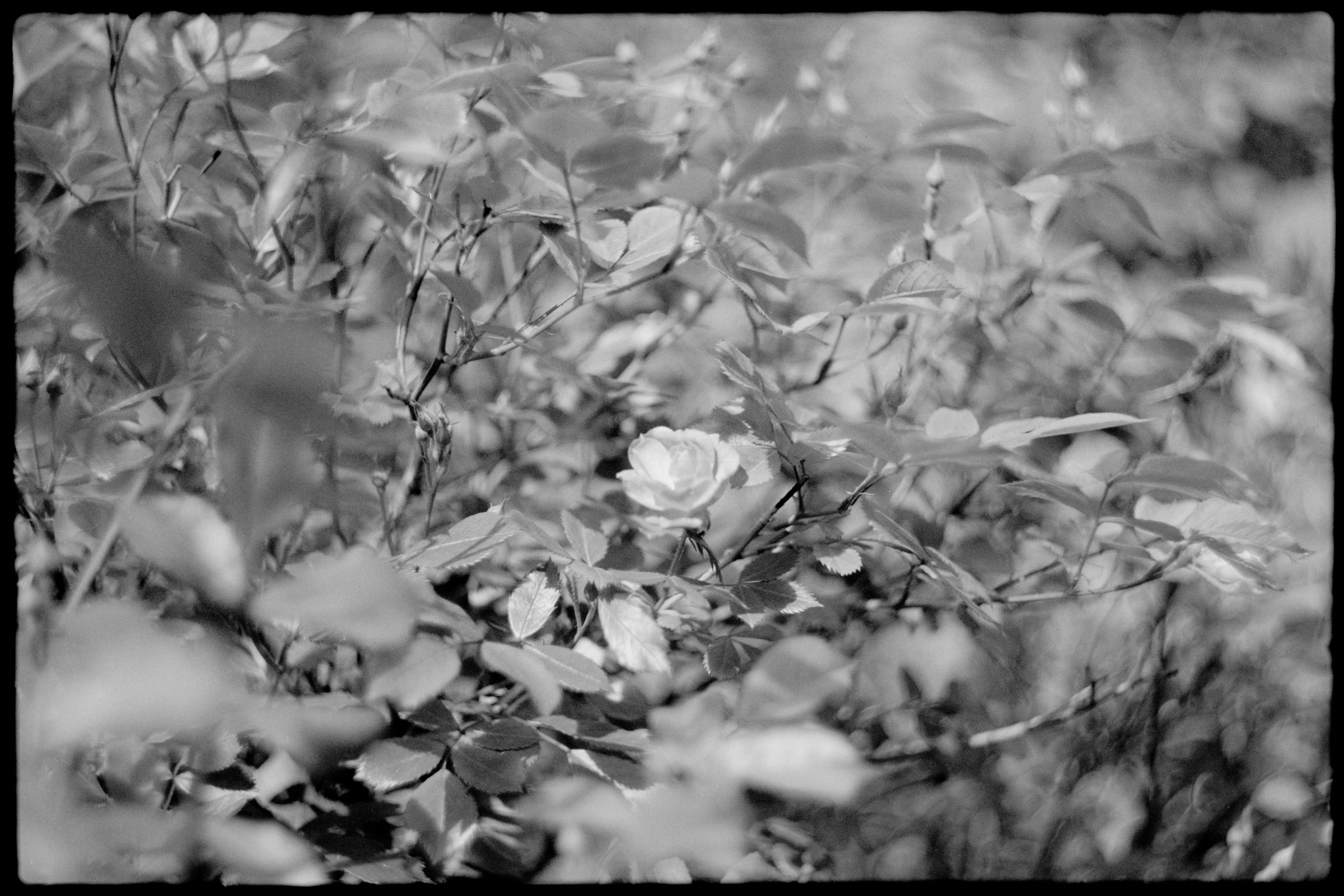Single Blossom