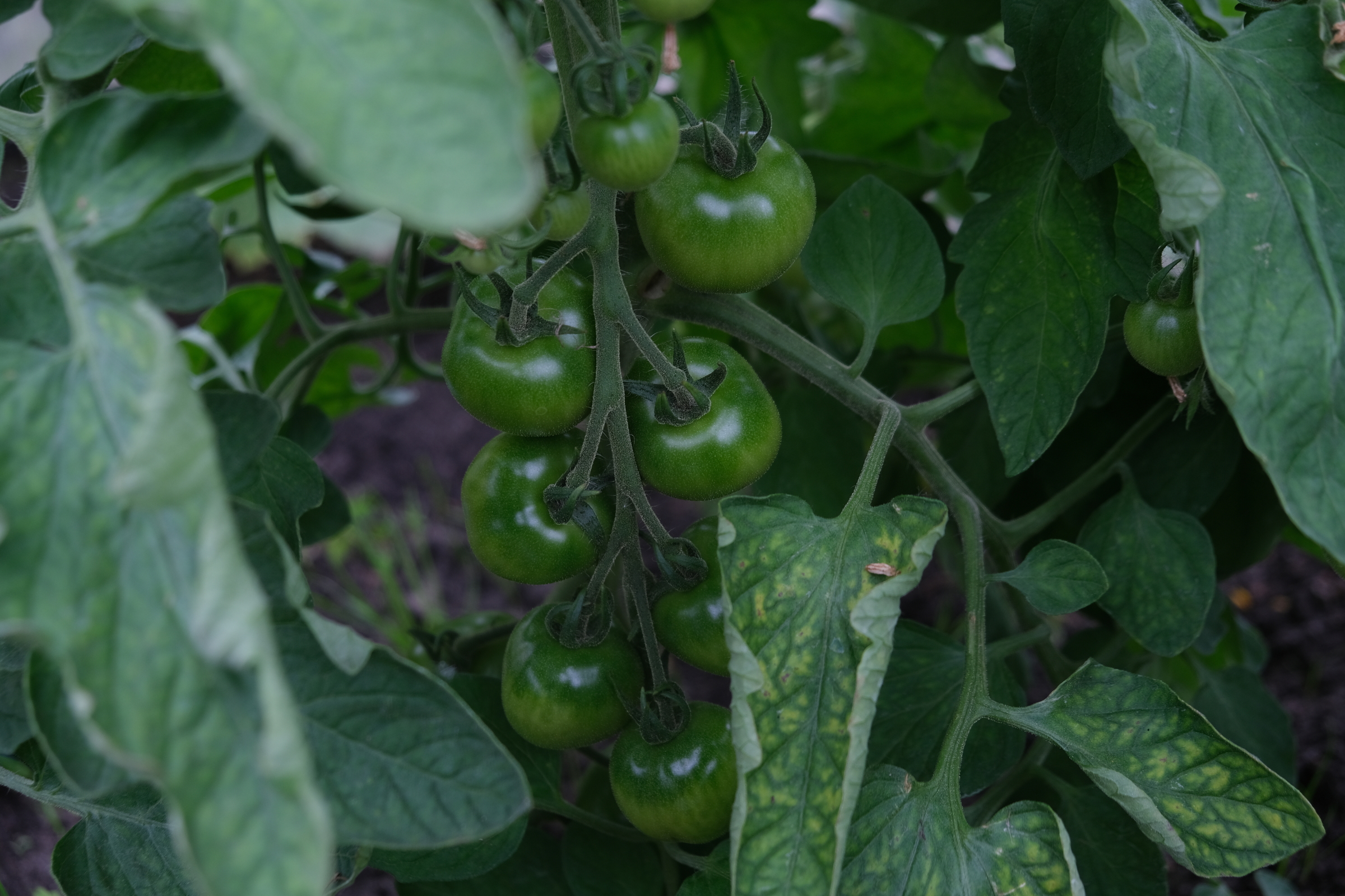 Tomaten