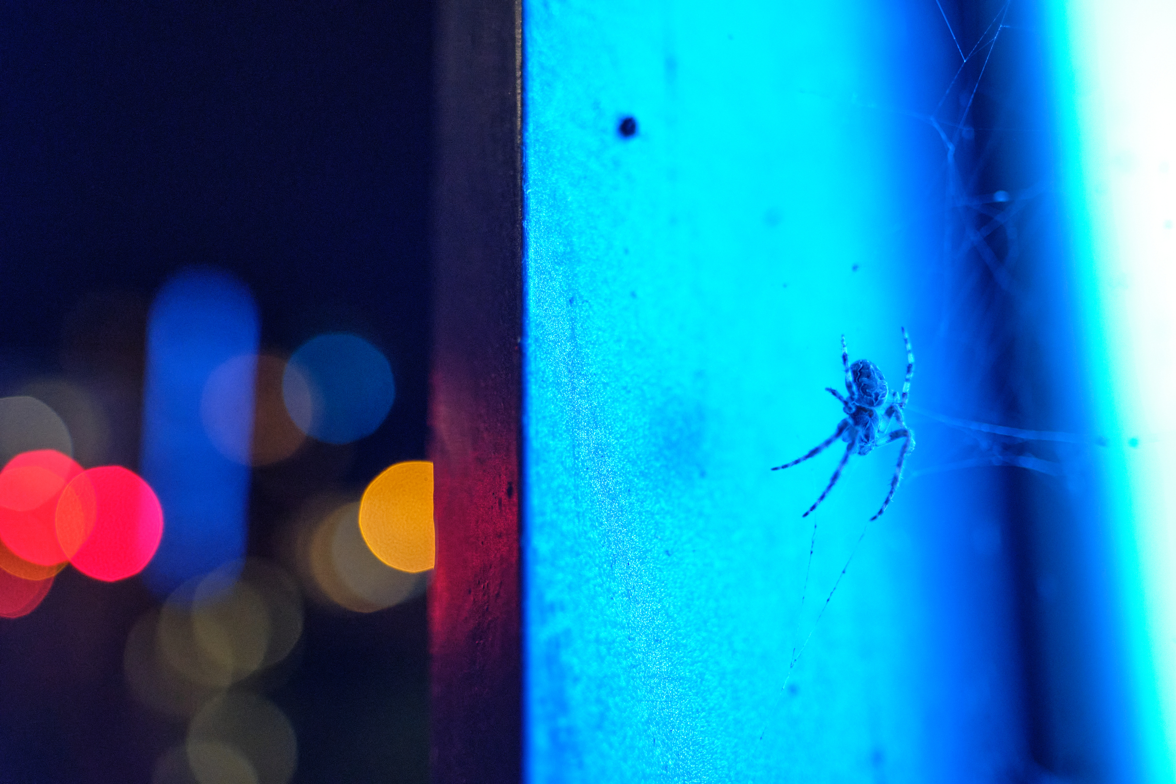 Spiders In The City I