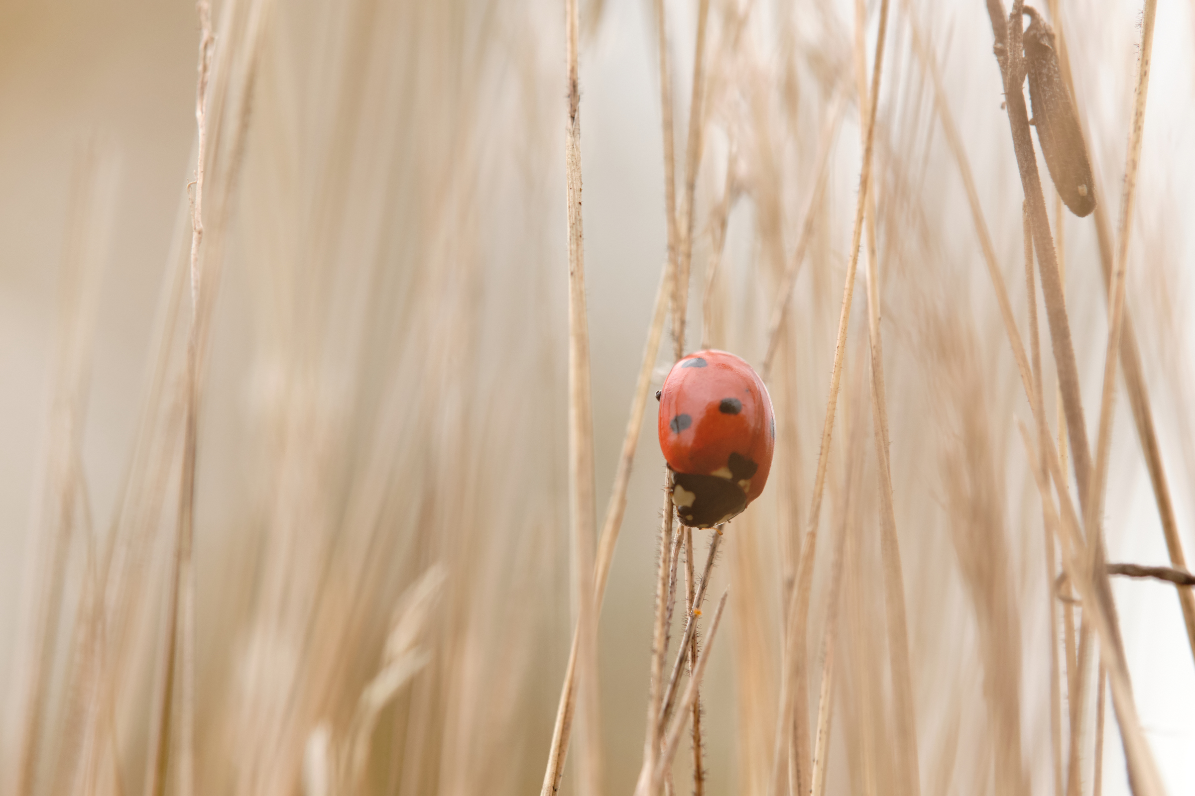Ladybug In The Grass