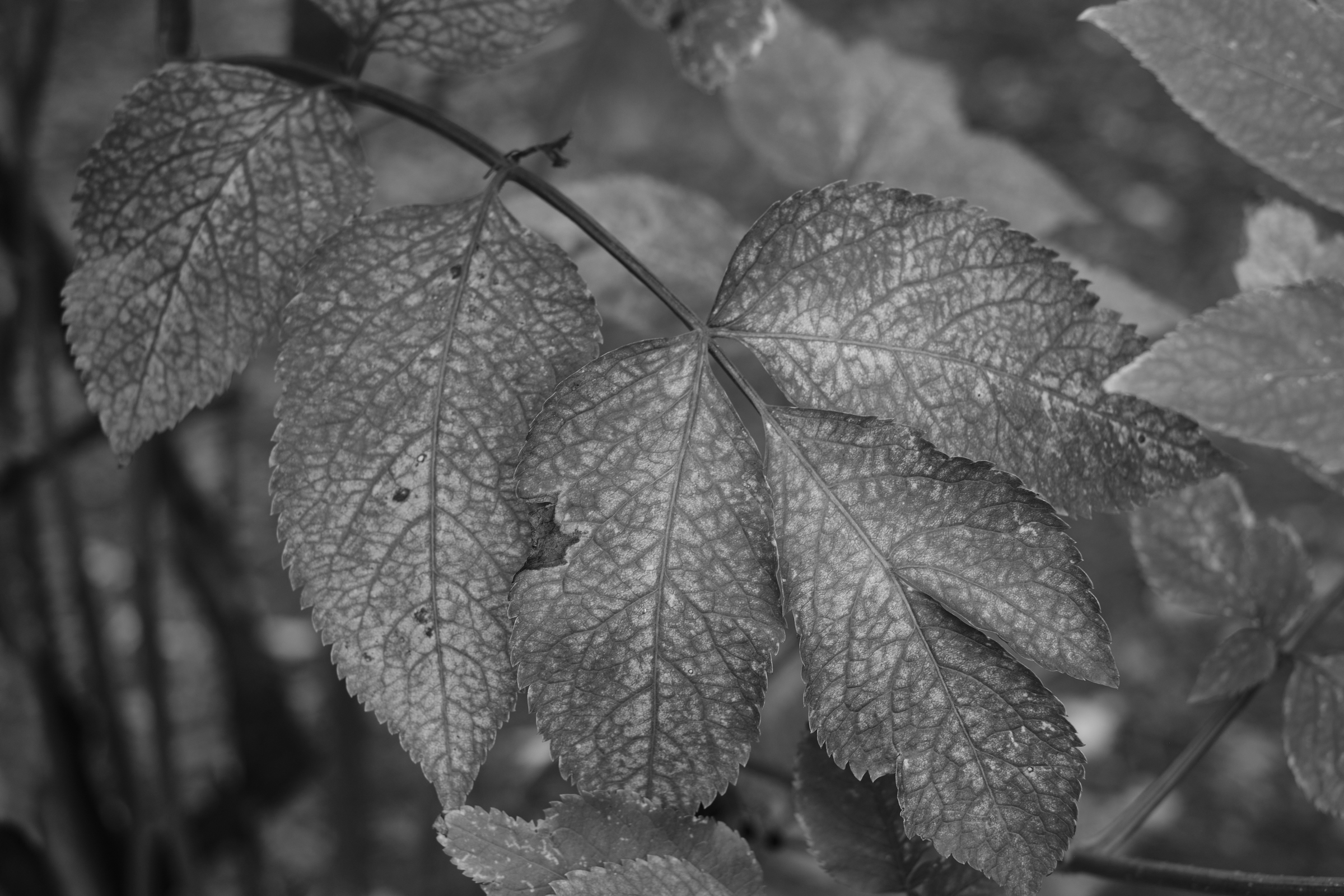 Leafy Veins