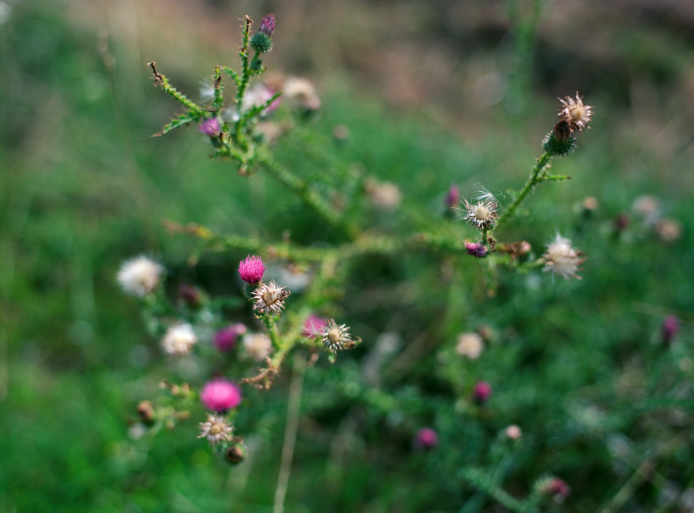 Bunt und stachelig