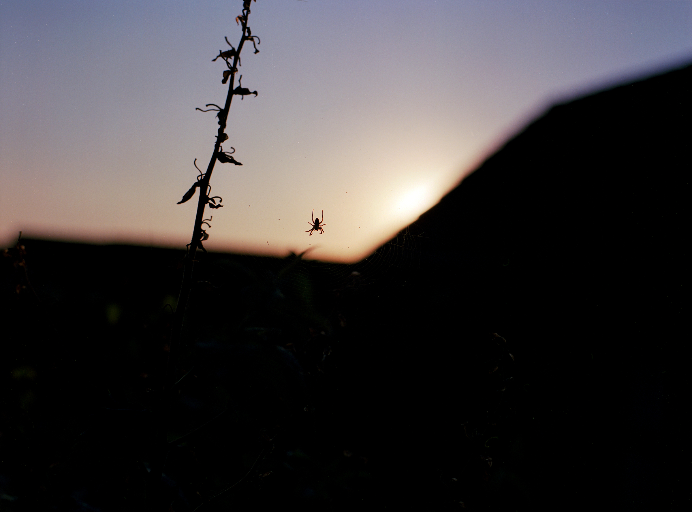 Spinne