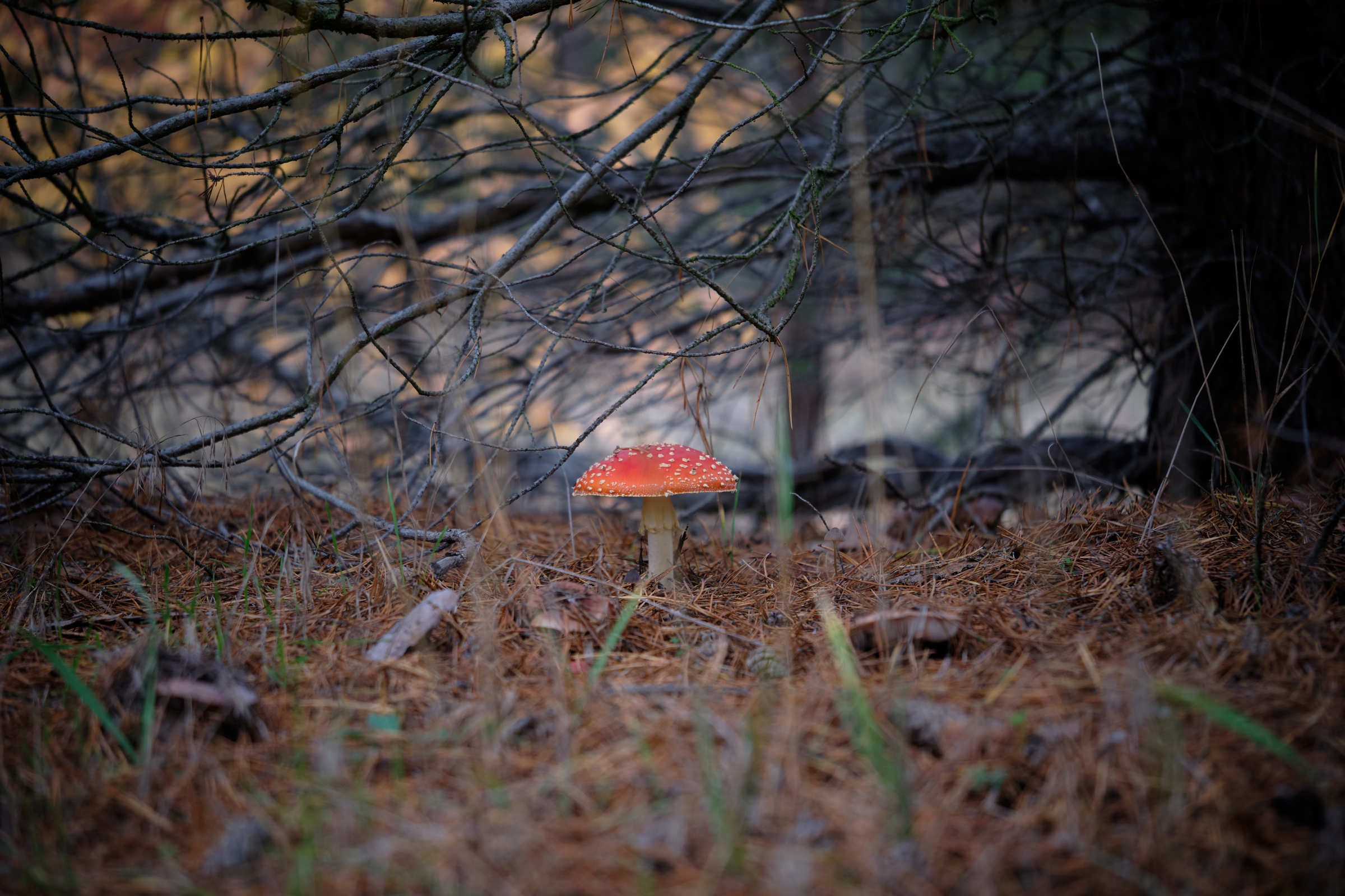 Toadstool II