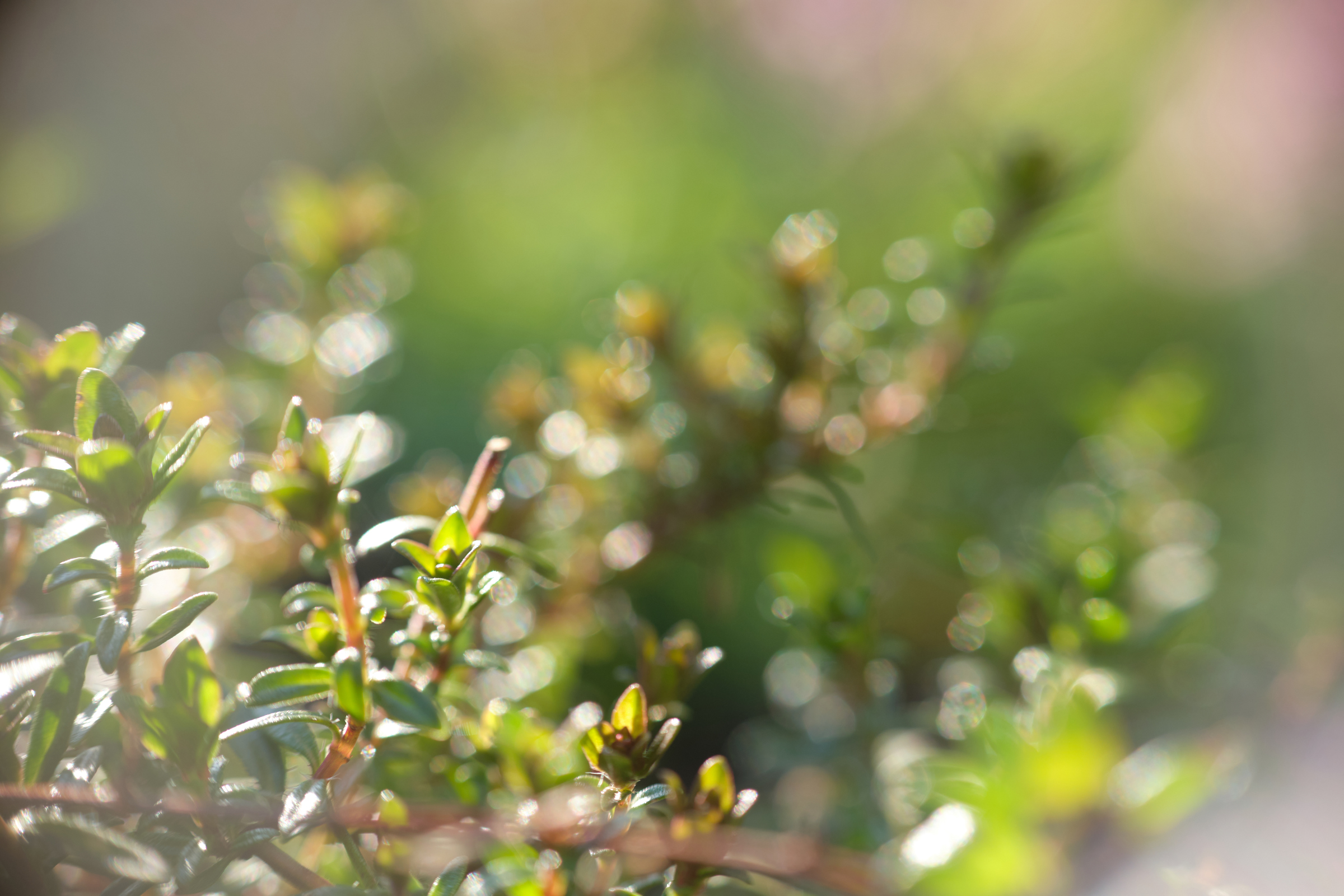 Little Dots Of Green
