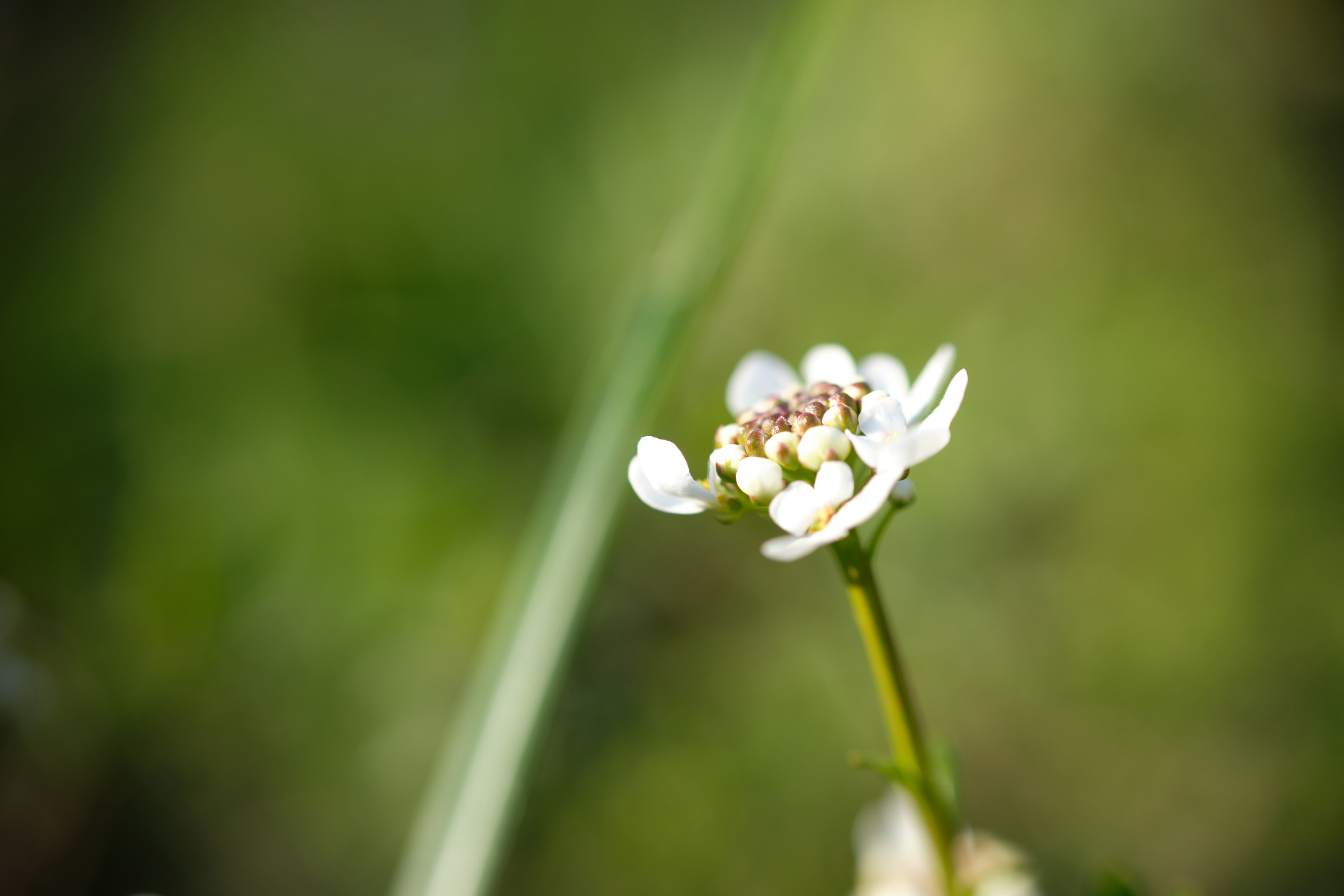 Bright White III