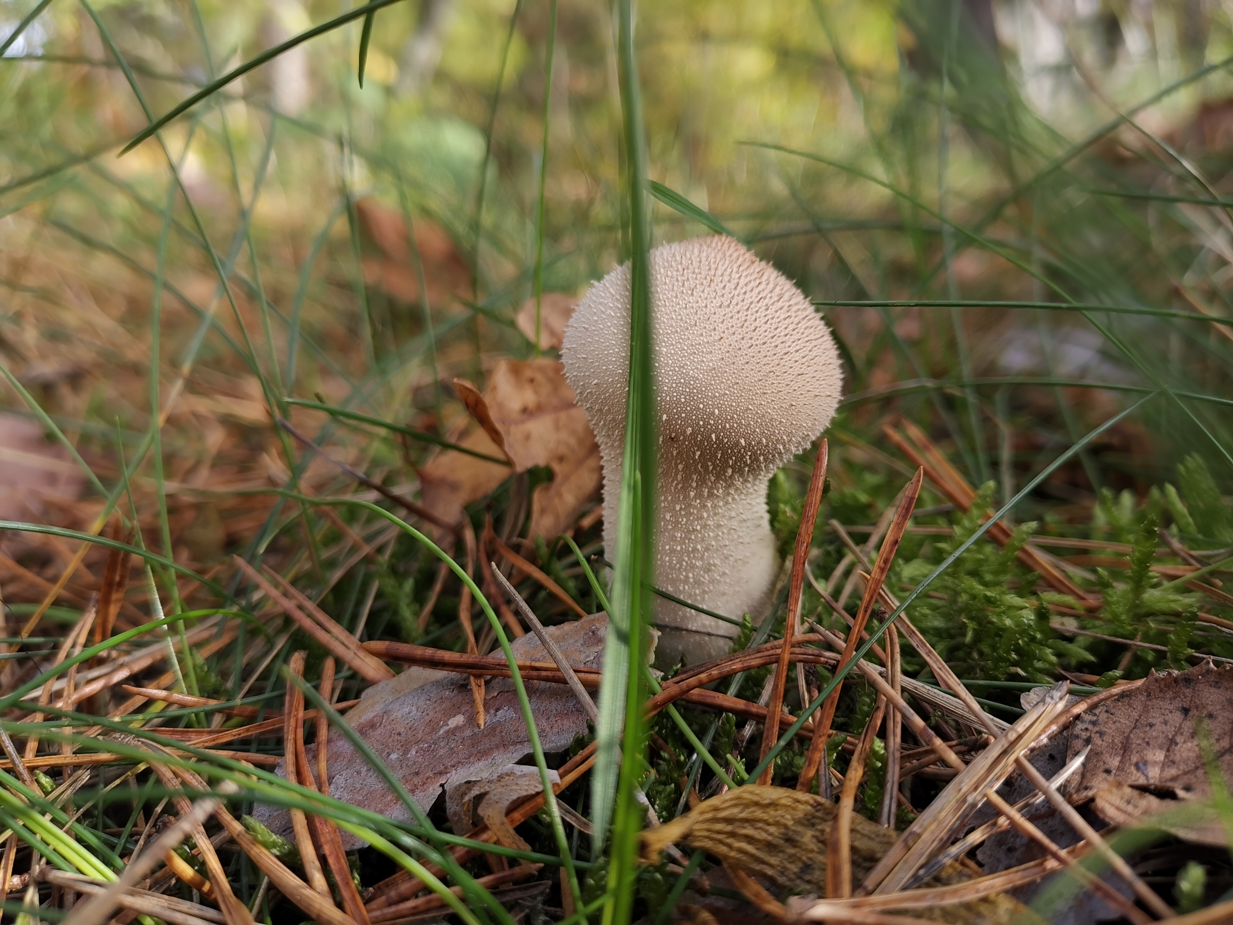 Schorfheide CM