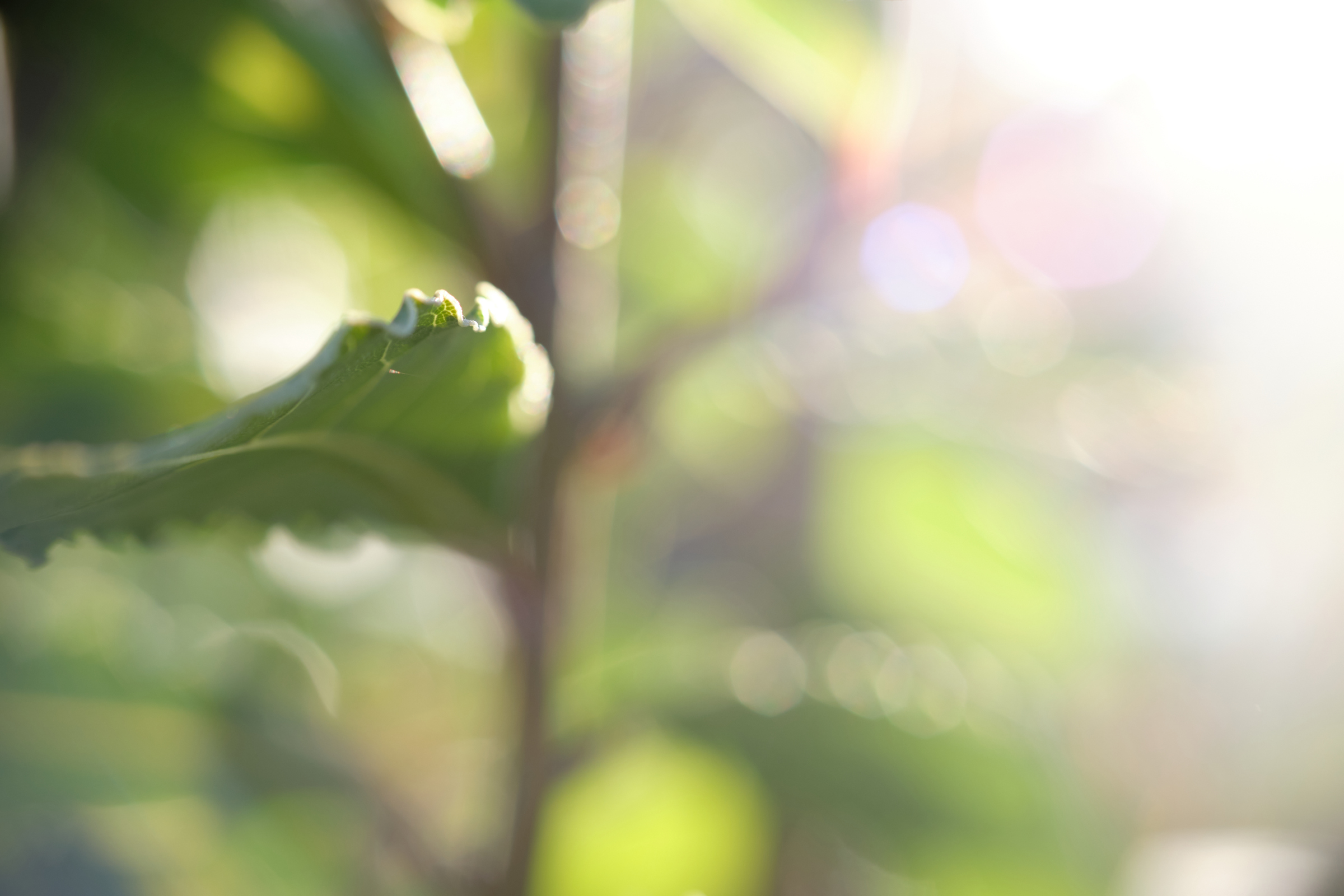 Turning Into Light