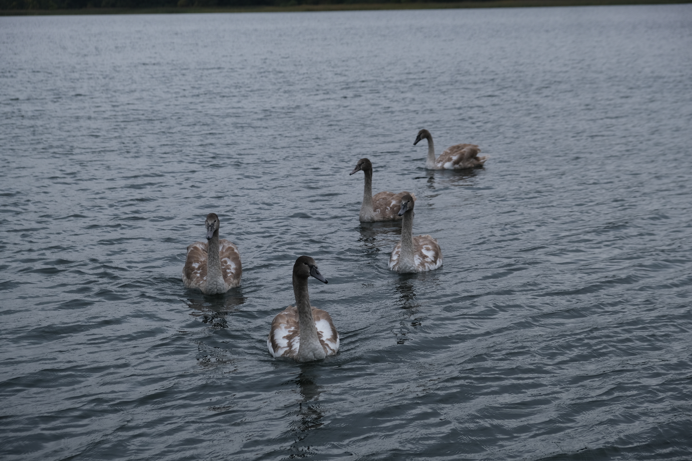 Schwansons