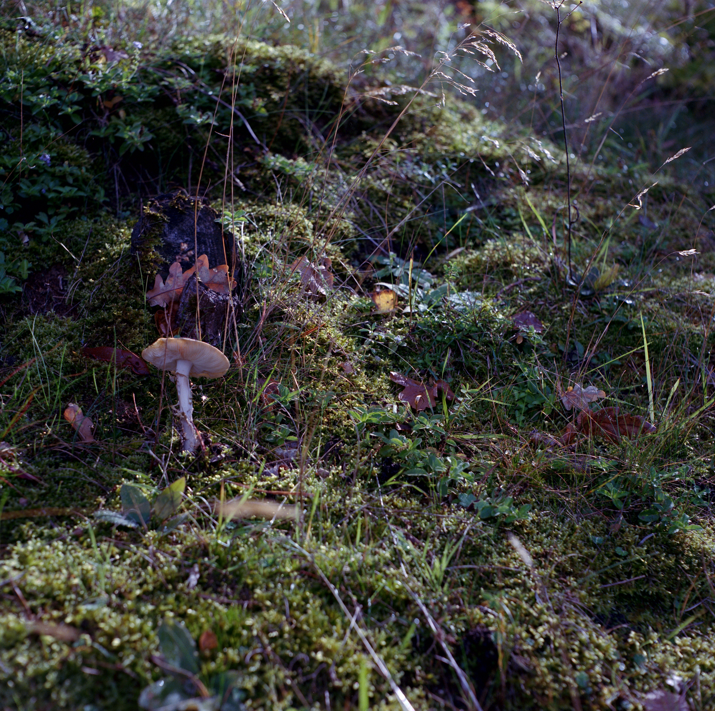 Pilz mit Gefährtin