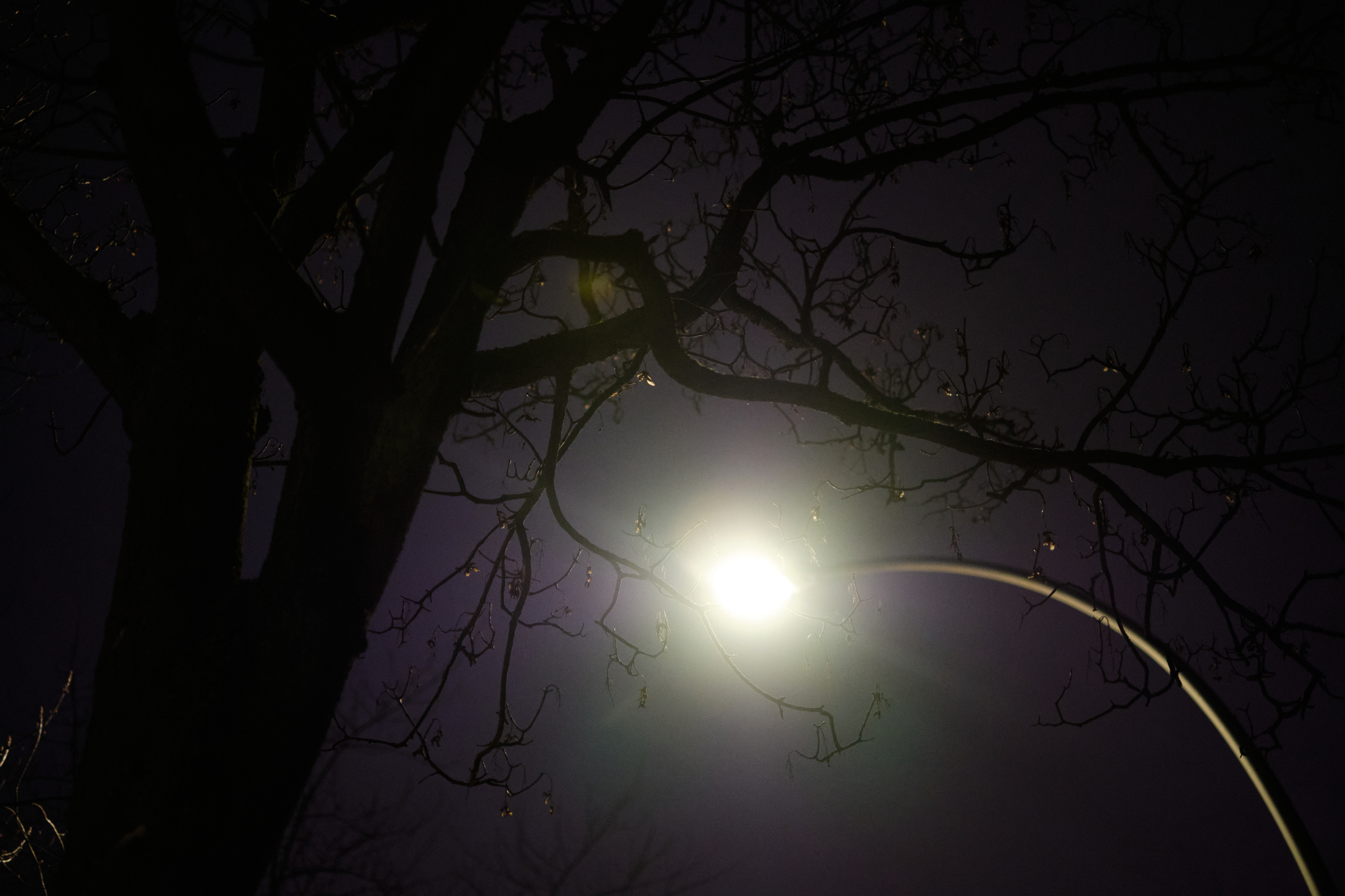 Trees + Lights II