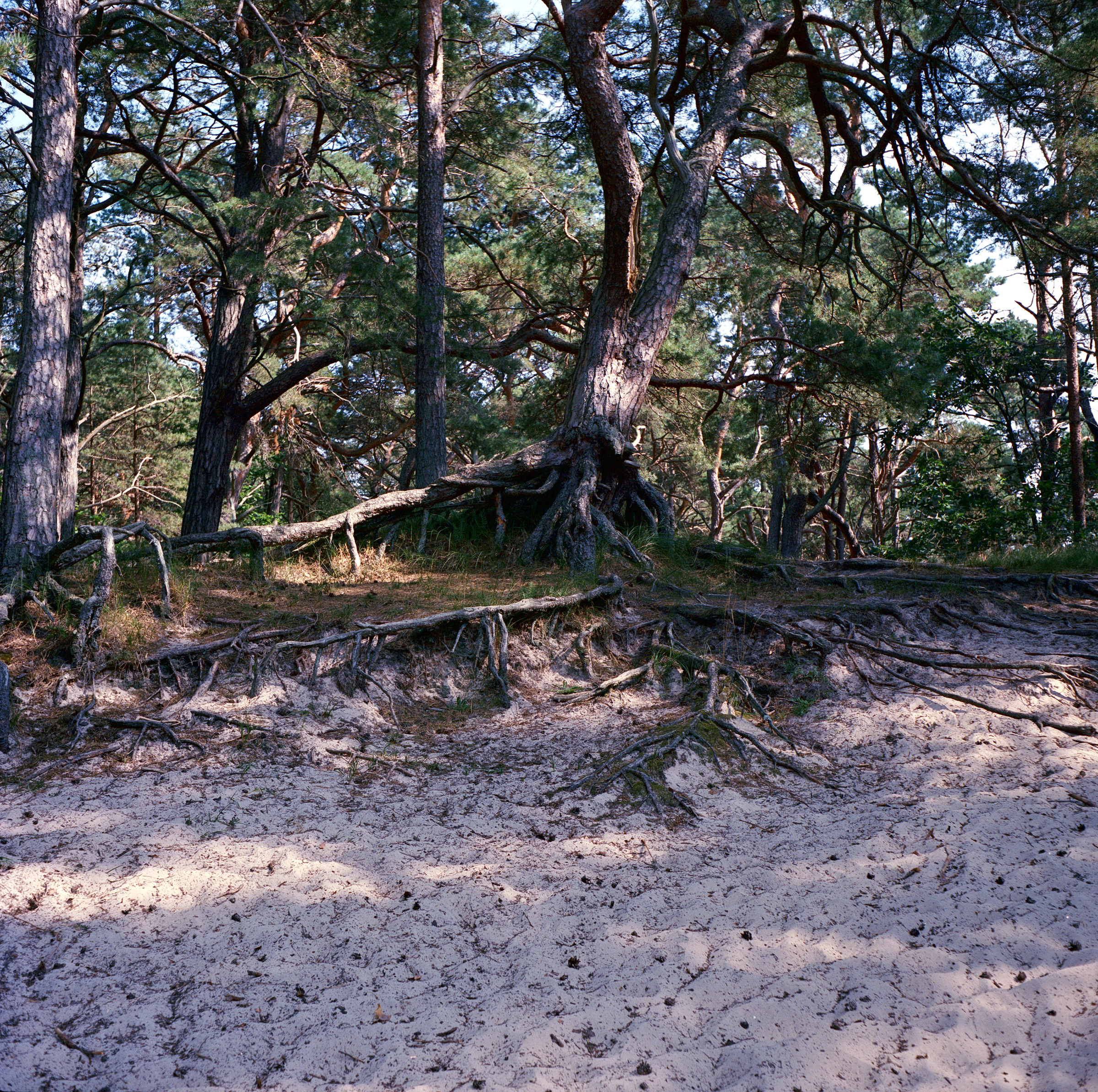 Wurzeln im Sand