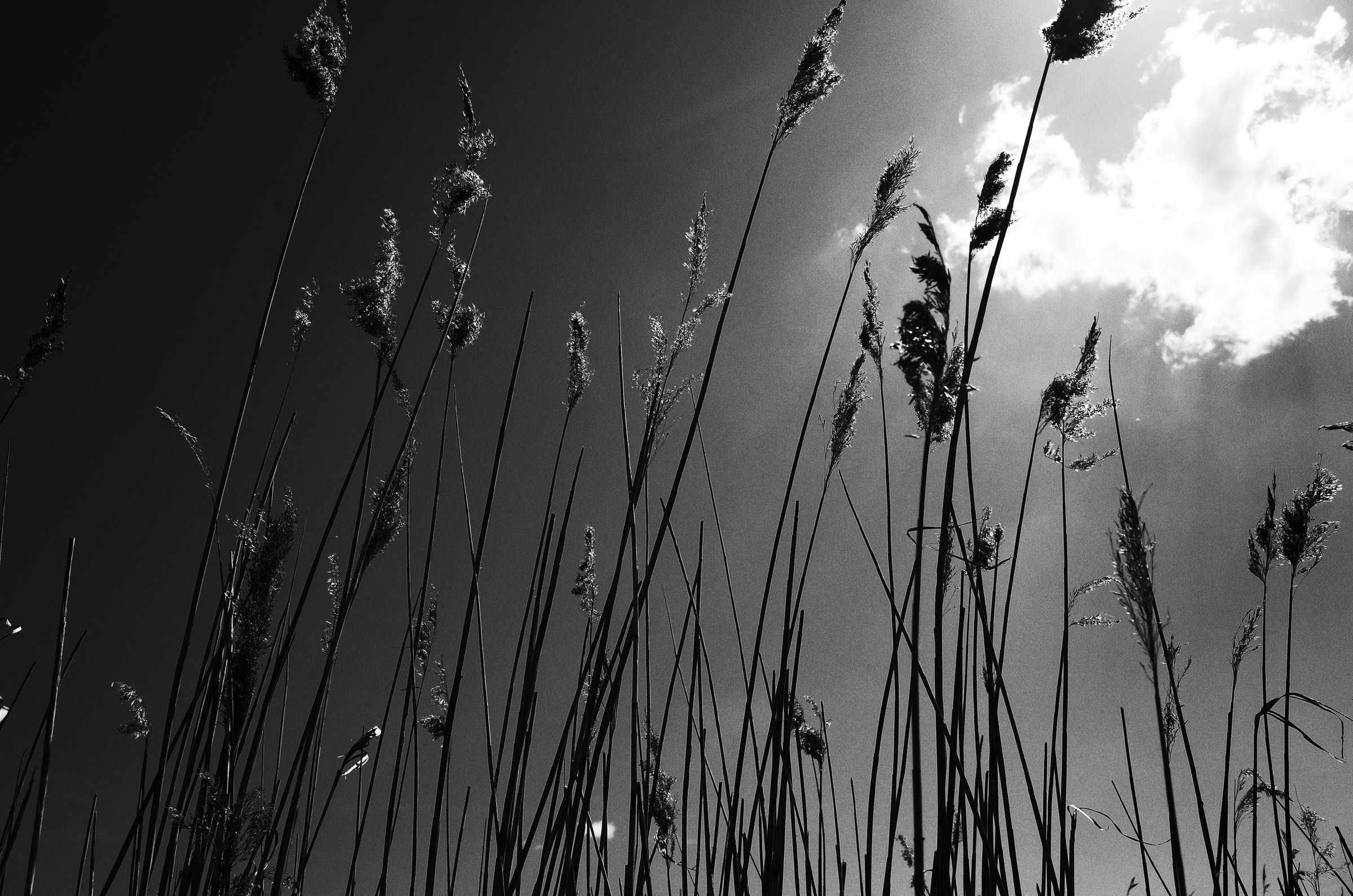 Halme im Licht