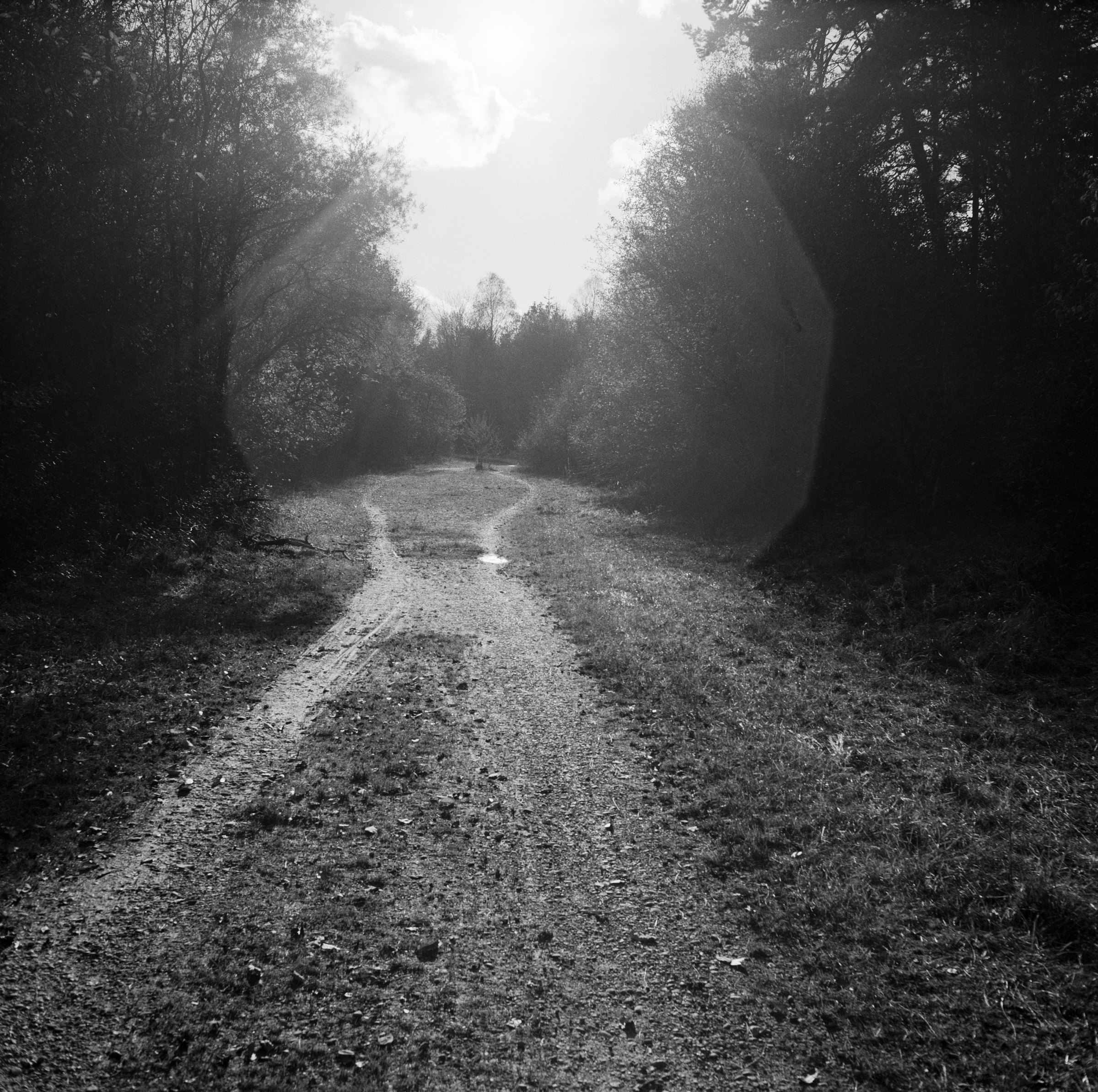 Baum im Weg