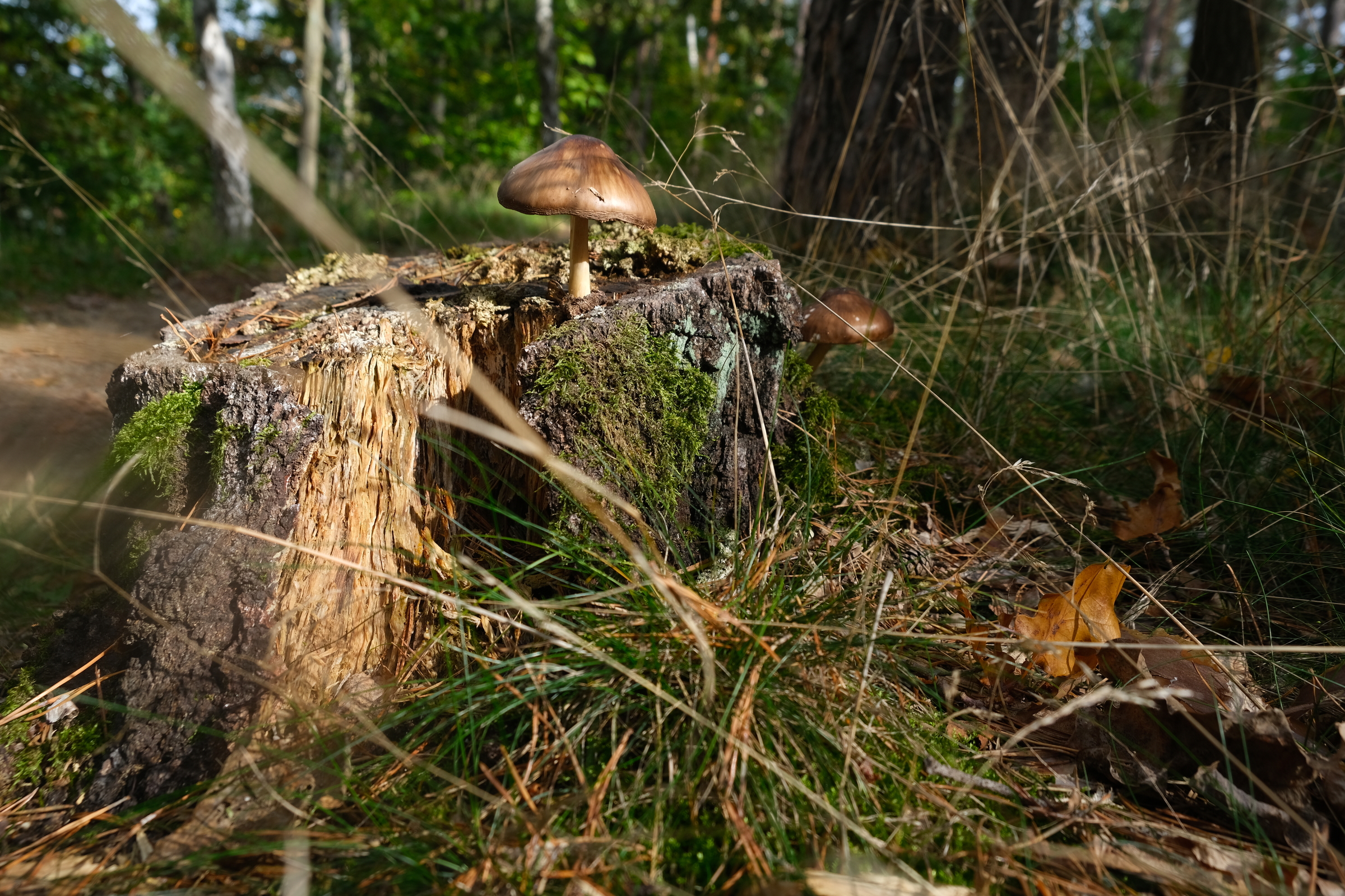 Herbst