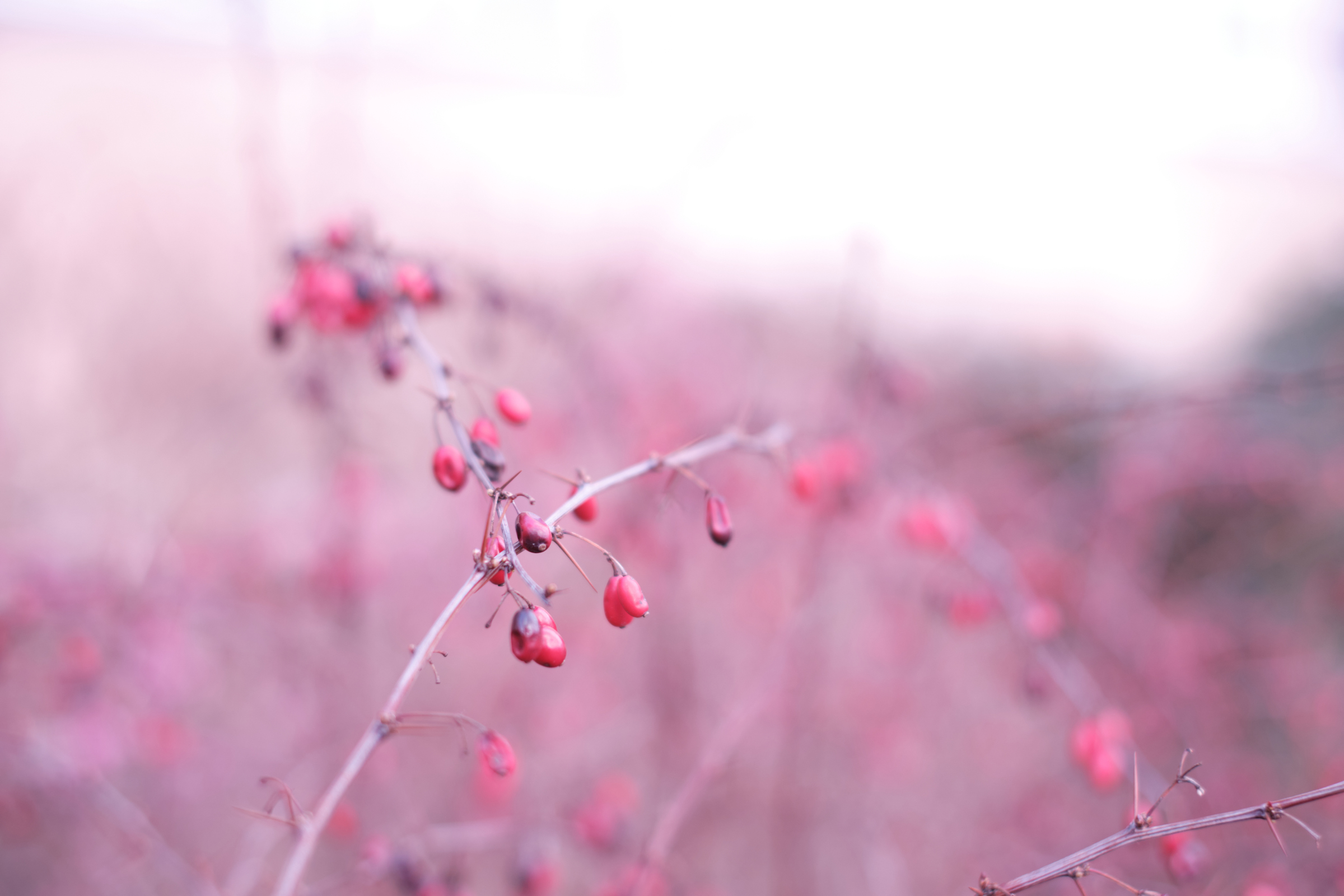 Red Berries