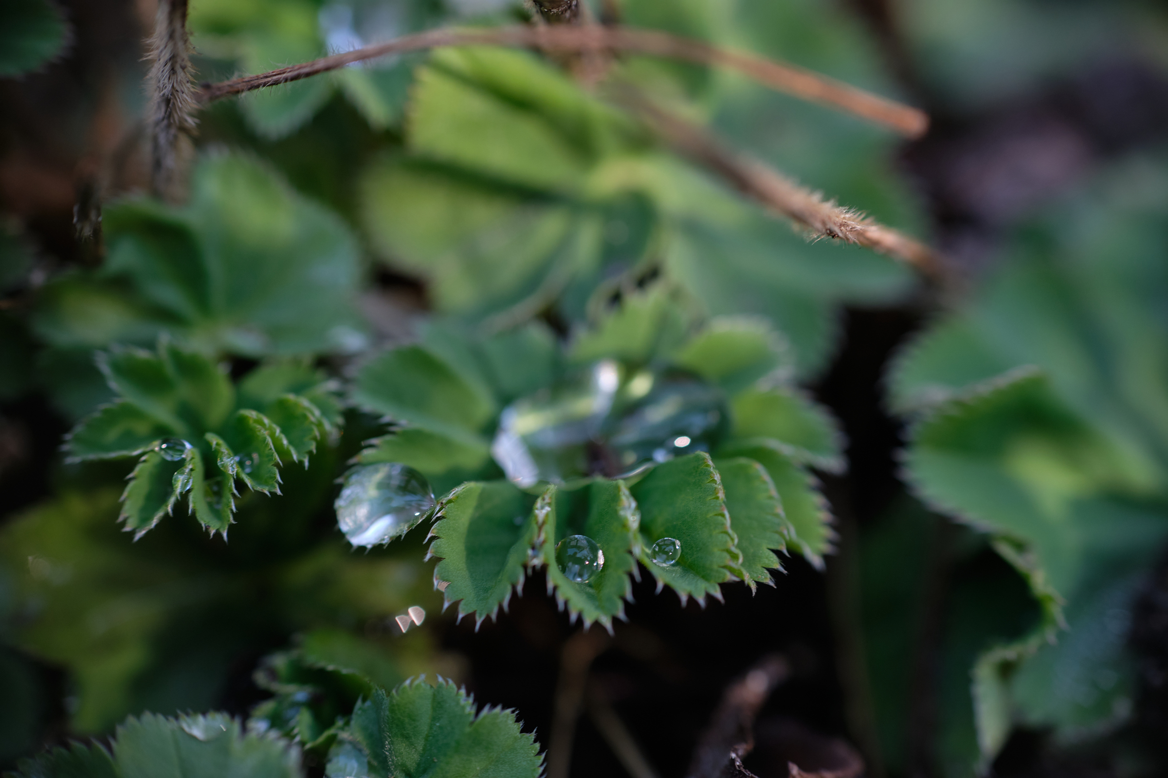 Little Drops I