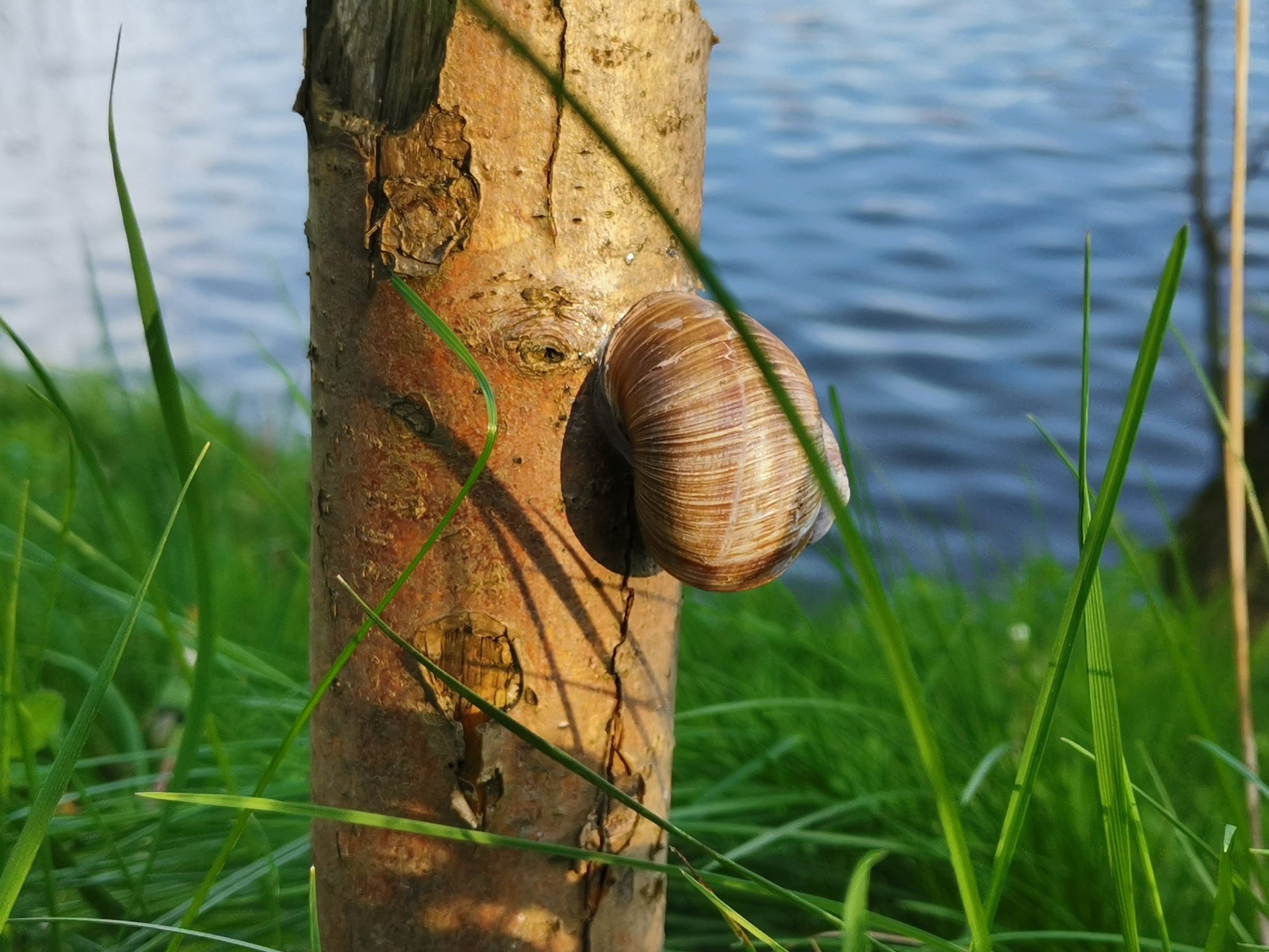 Schnecke in Aggrohausen