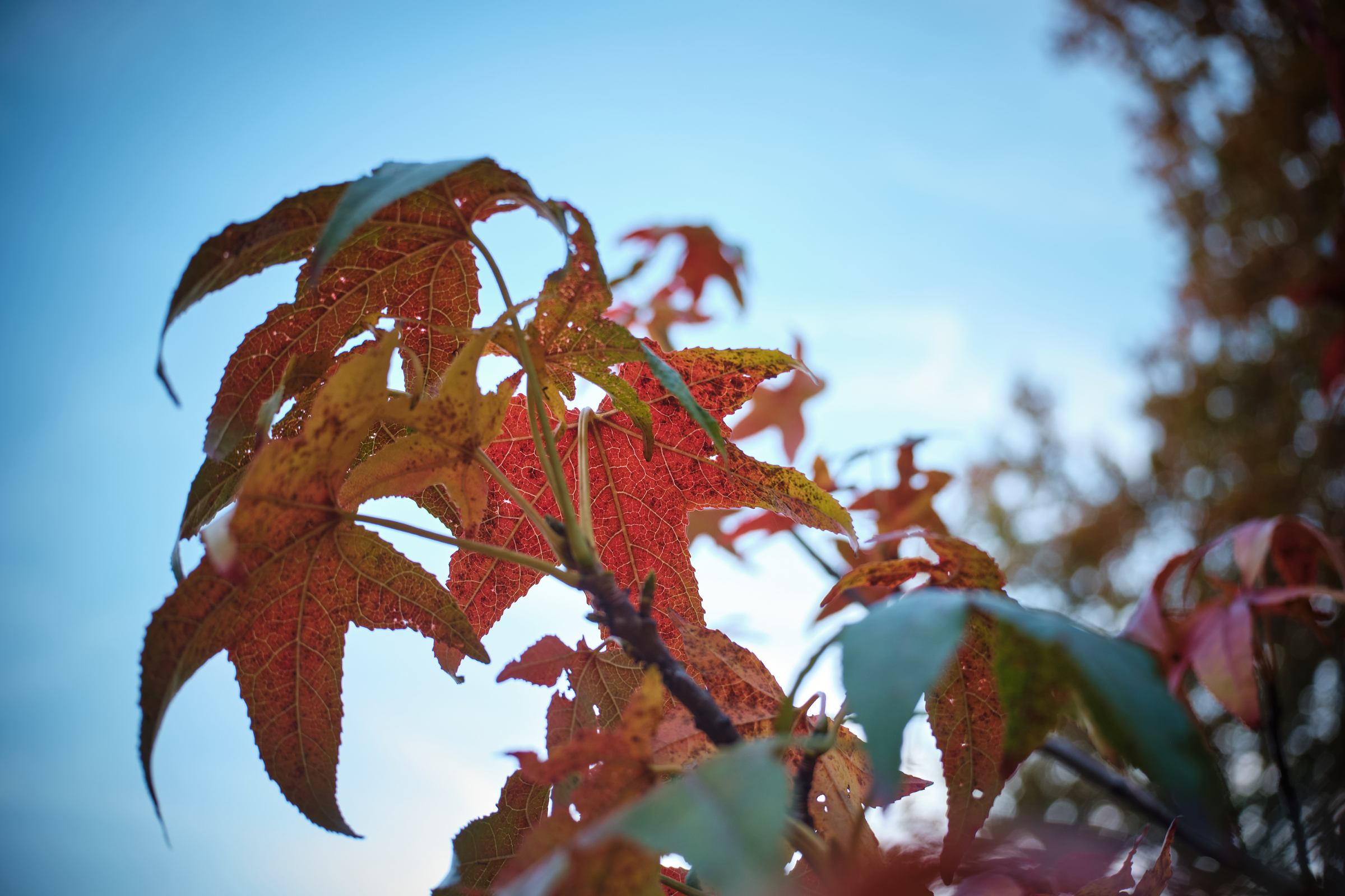 Red Veins