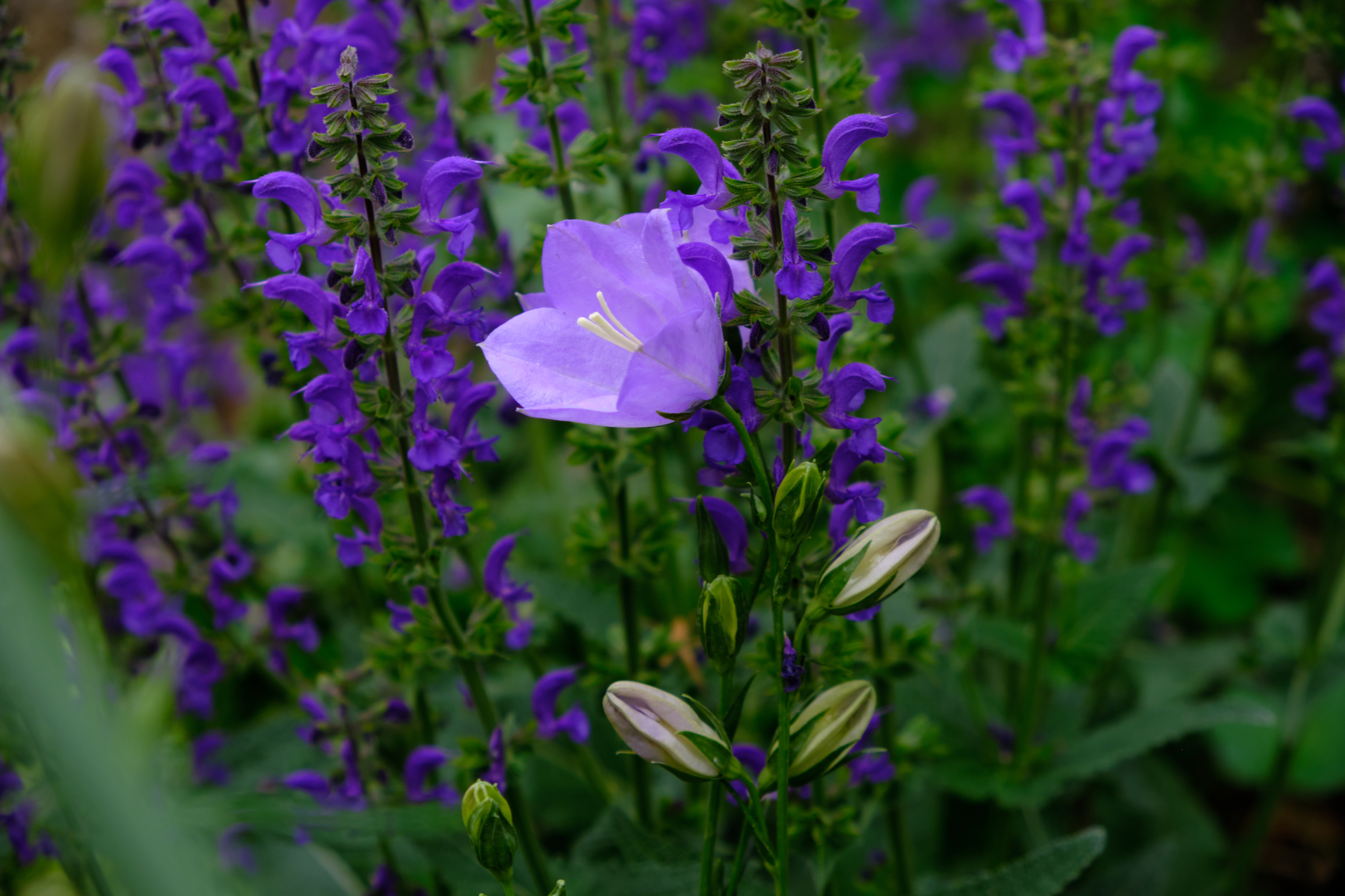 A Sea Of Purple IV