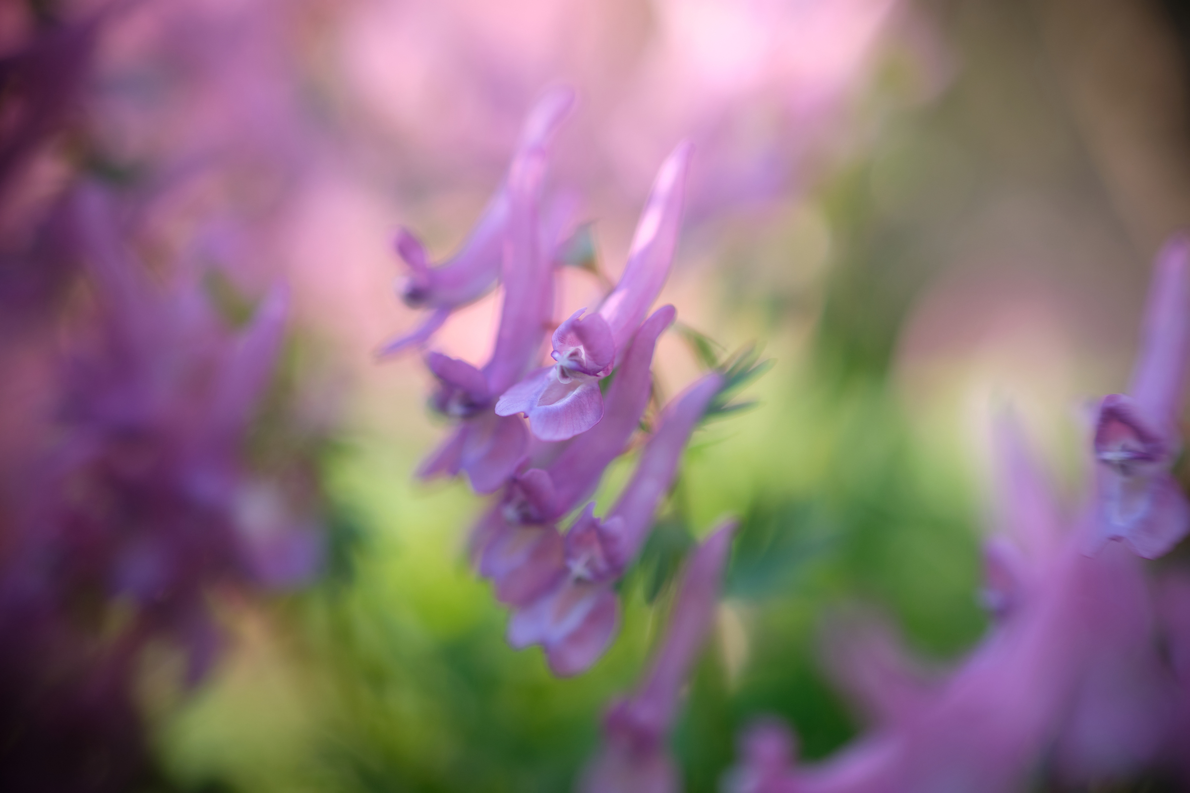 Purple Hues I