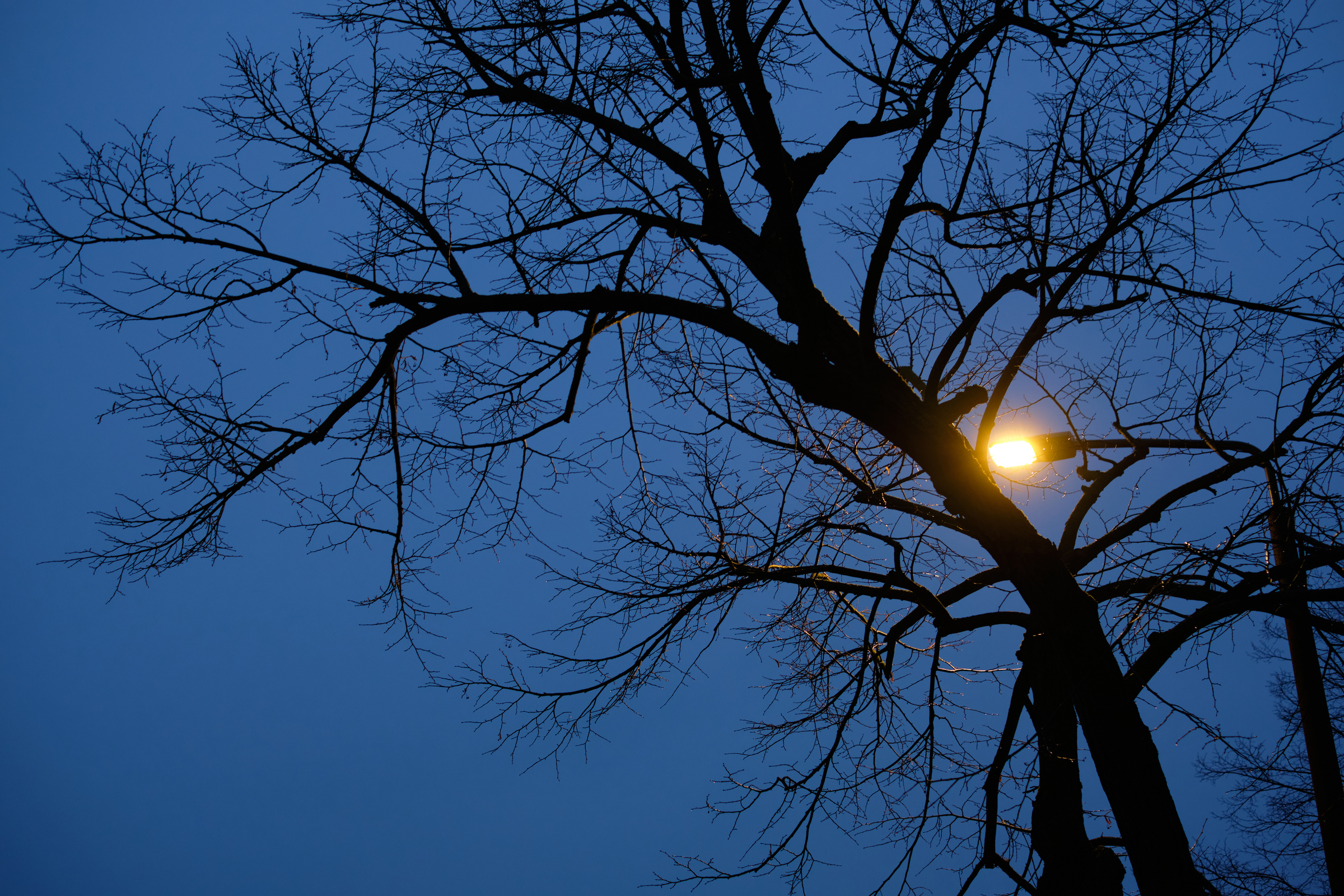 Trees + Lights I