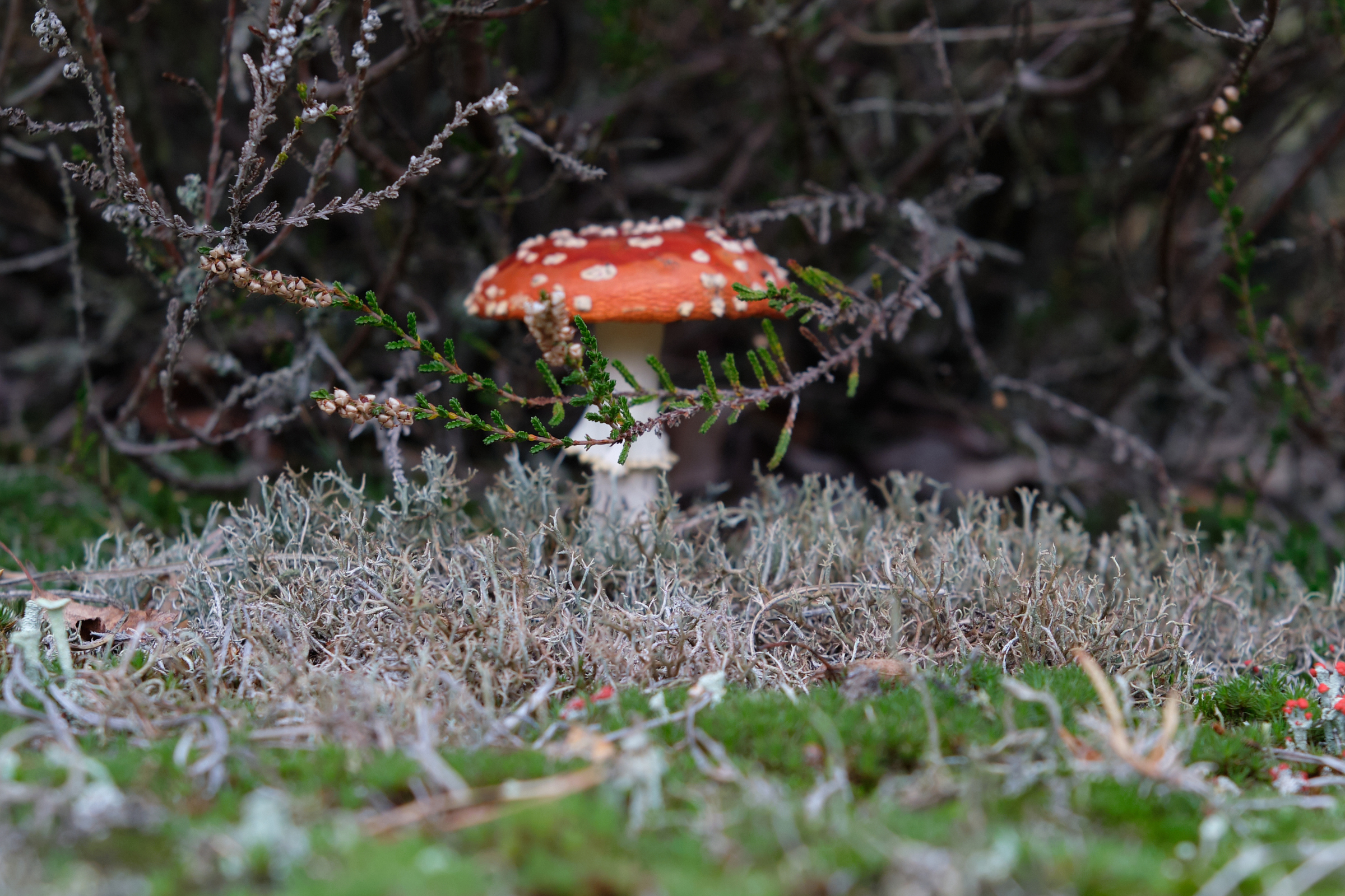 Toadstool I