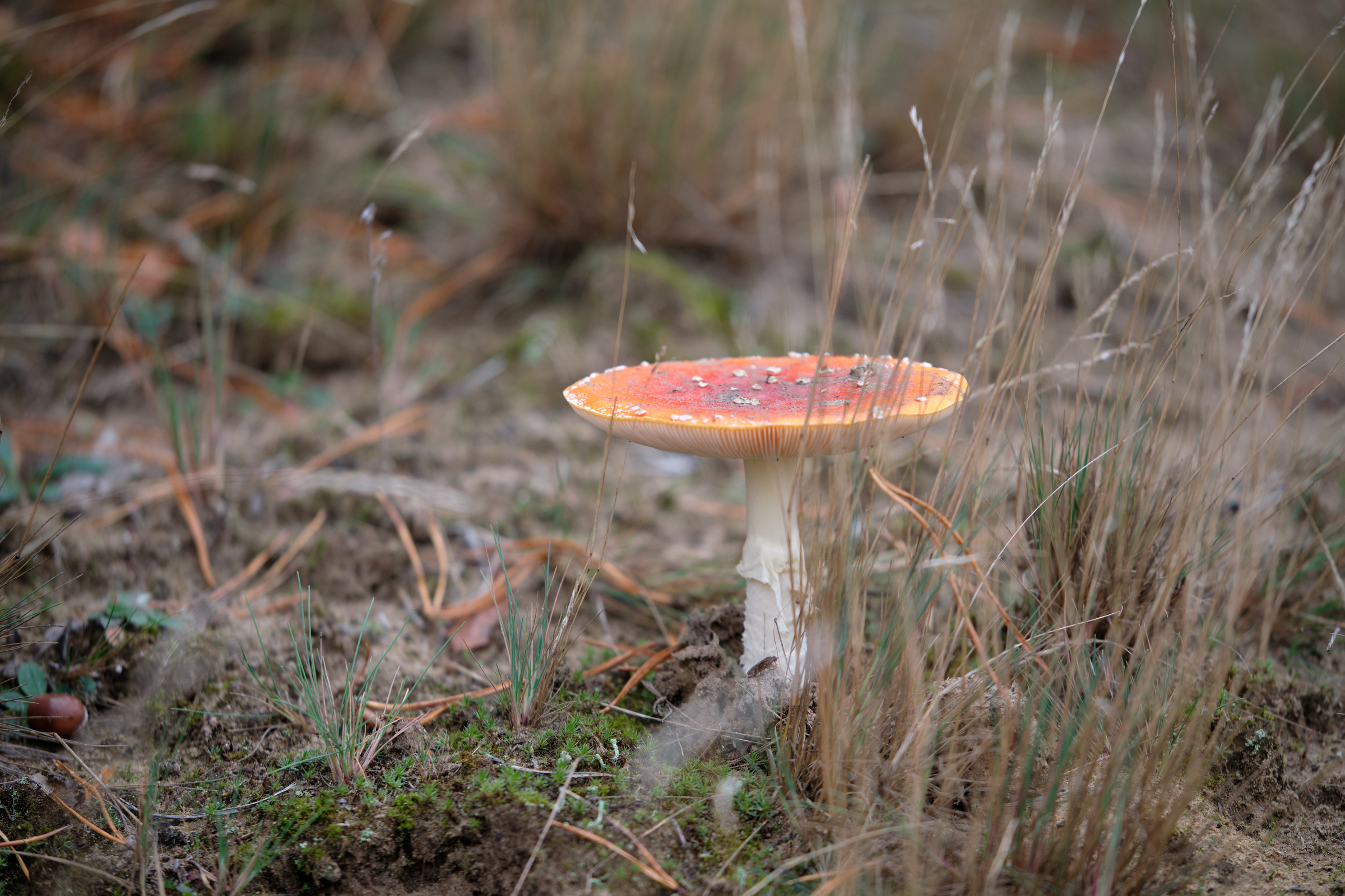 Toadstool III
