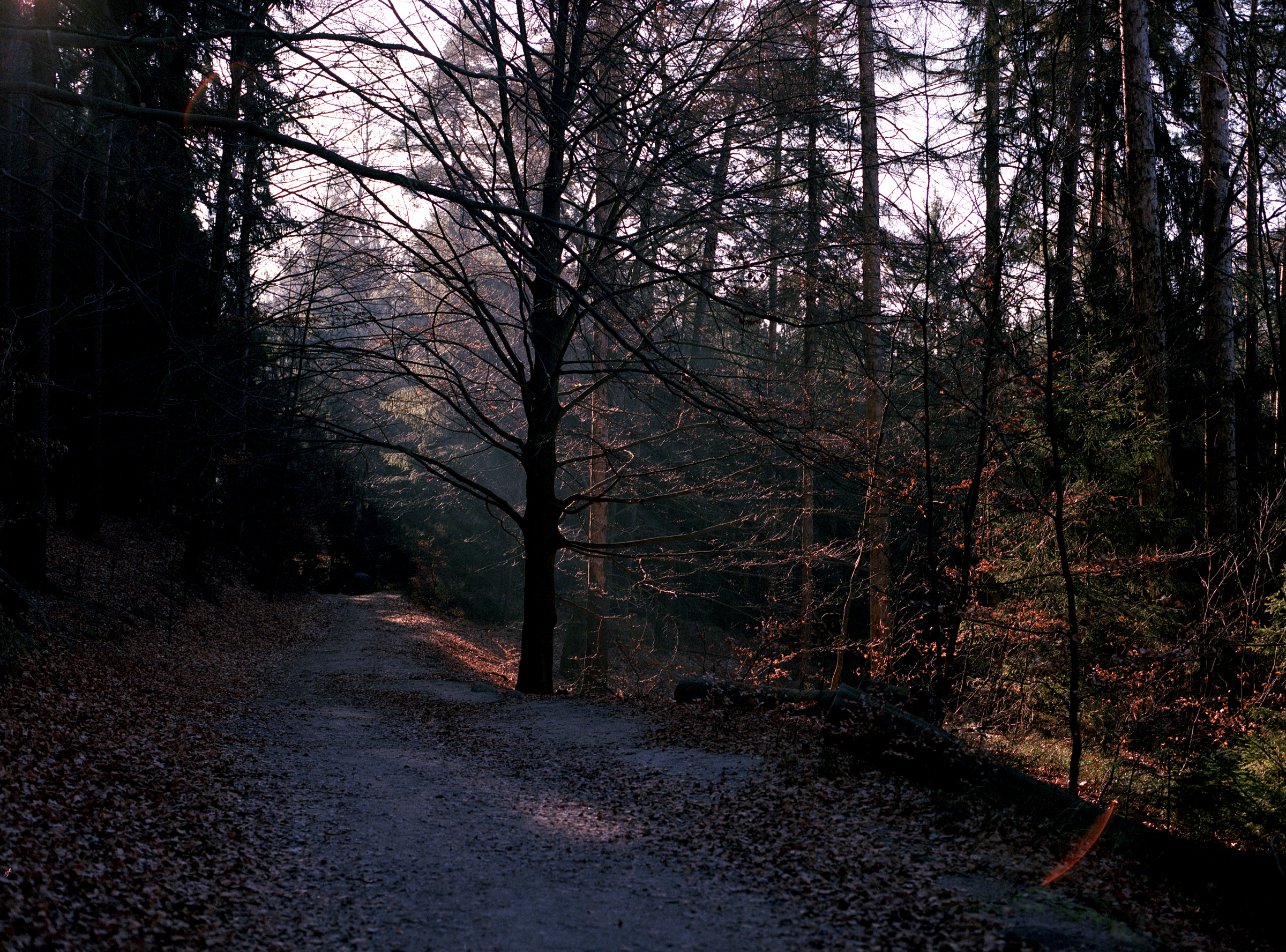 Licht im Wald