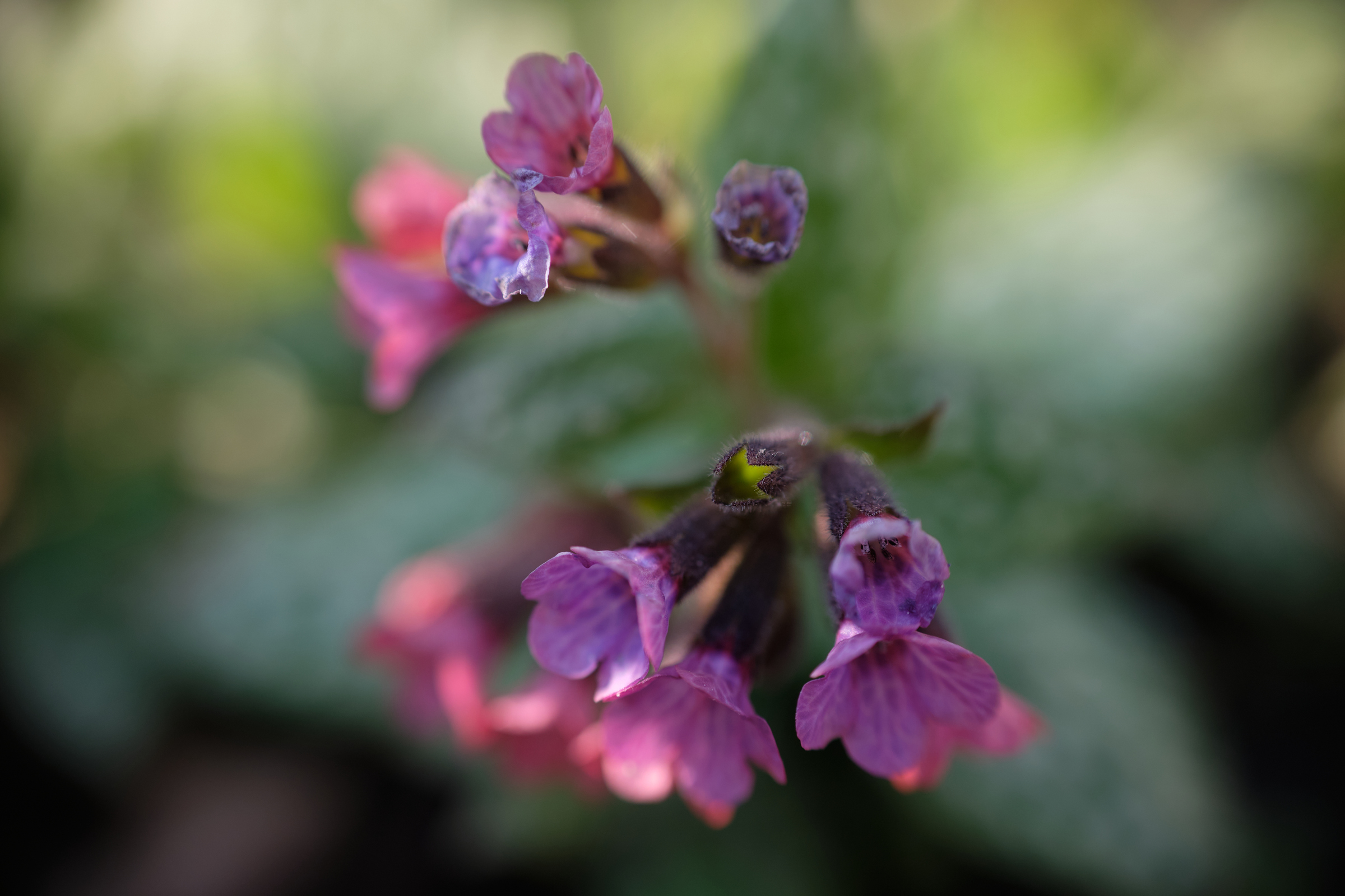 Into Bokeh II